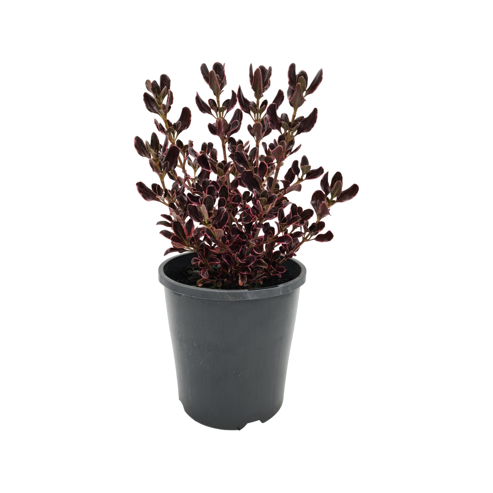 140mm Coprosma Pacific Sunrise - Coprosma repens - Bunnings Australia