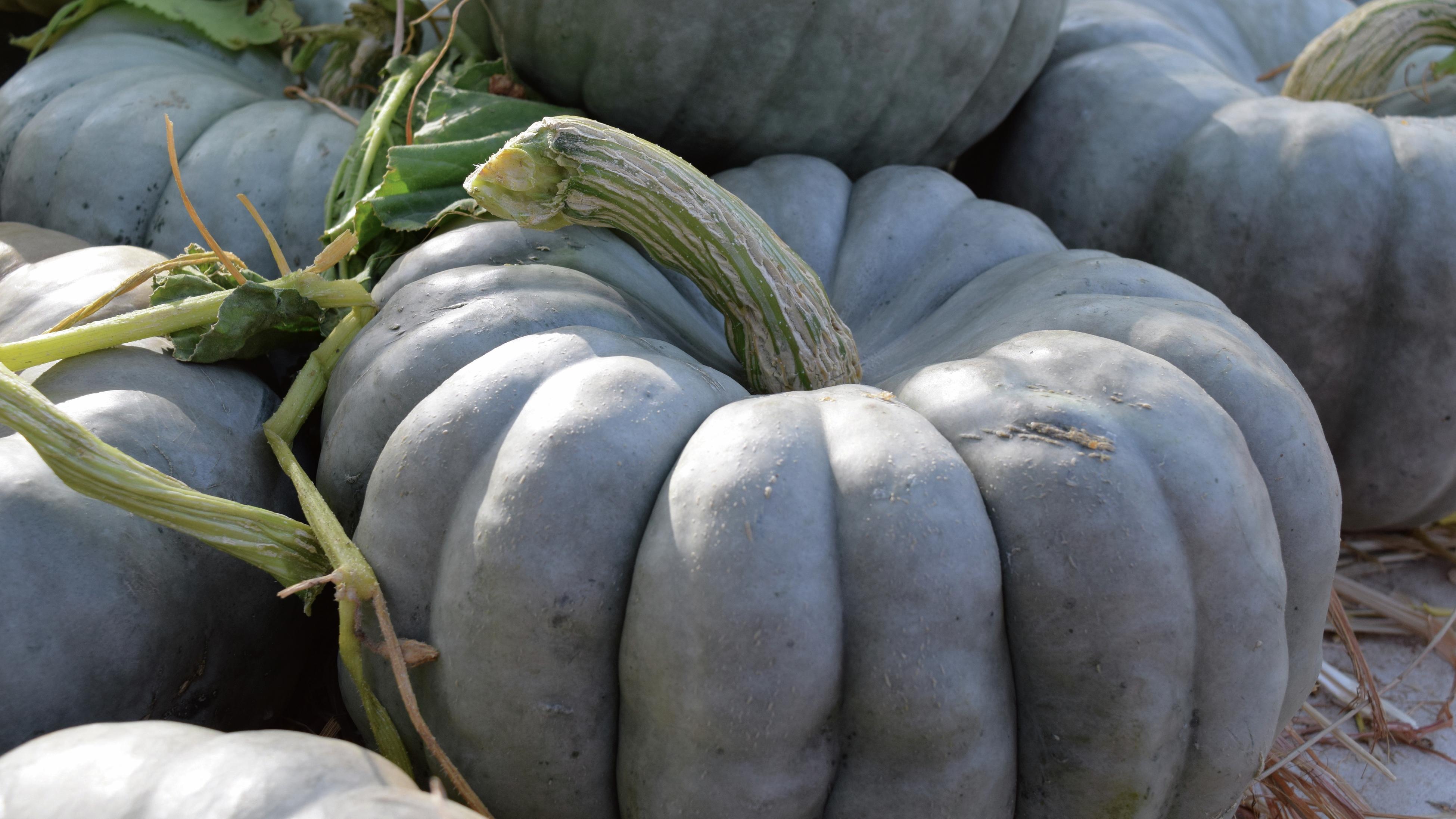 Green pumpkins on display
