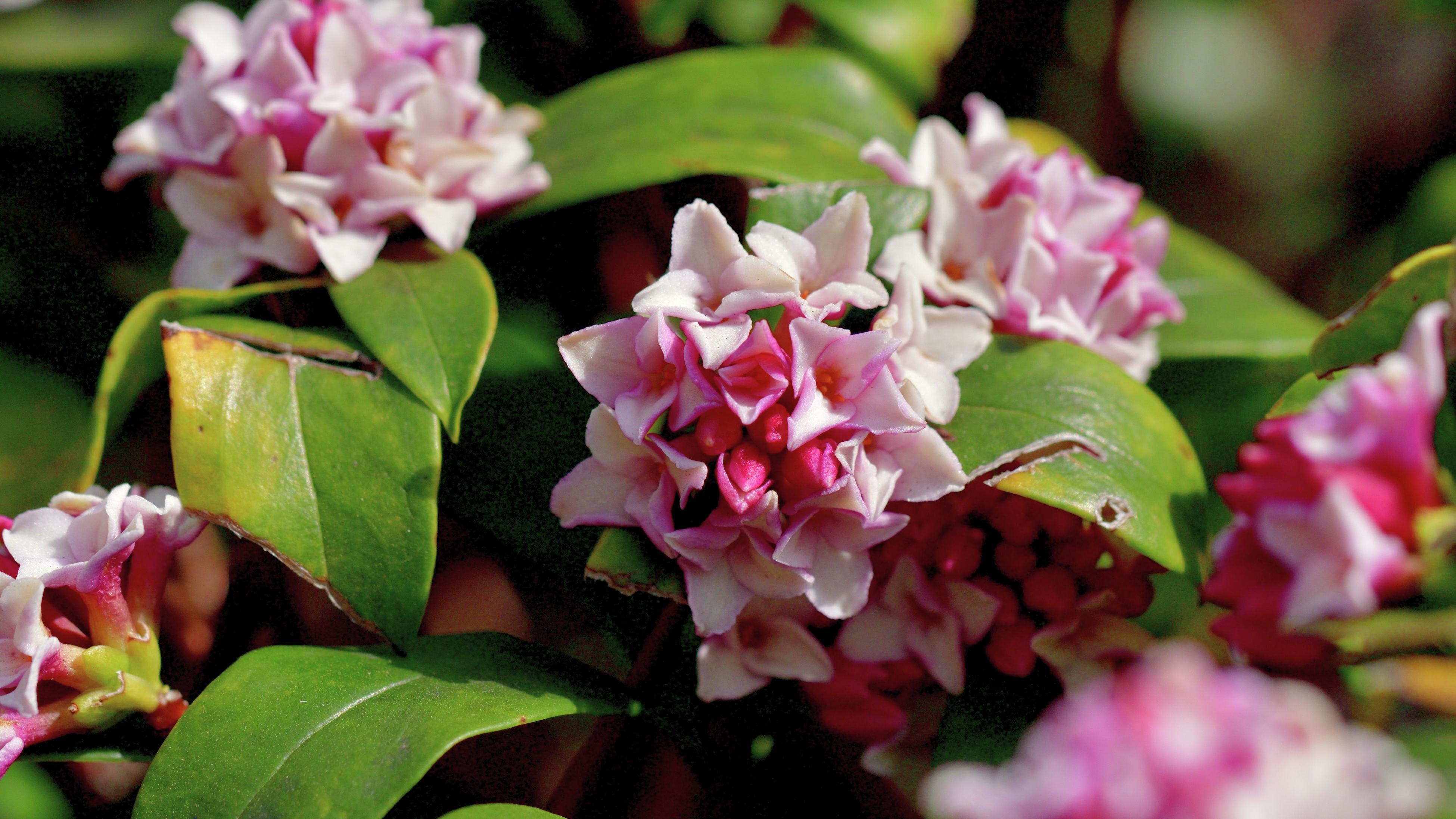 Close up of pink and white daphne flowers blooming