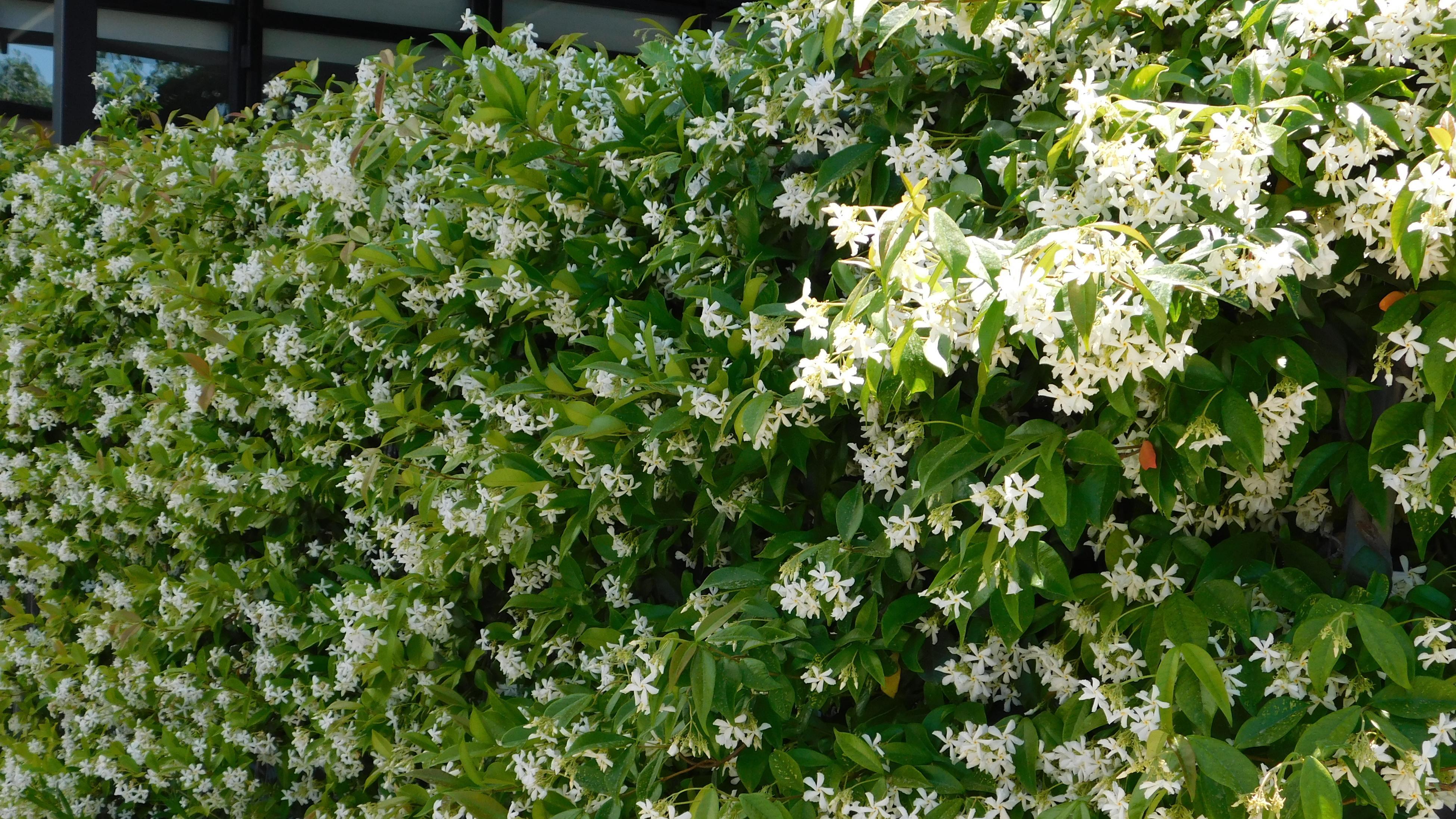 How to Grow and Care for Jasmine