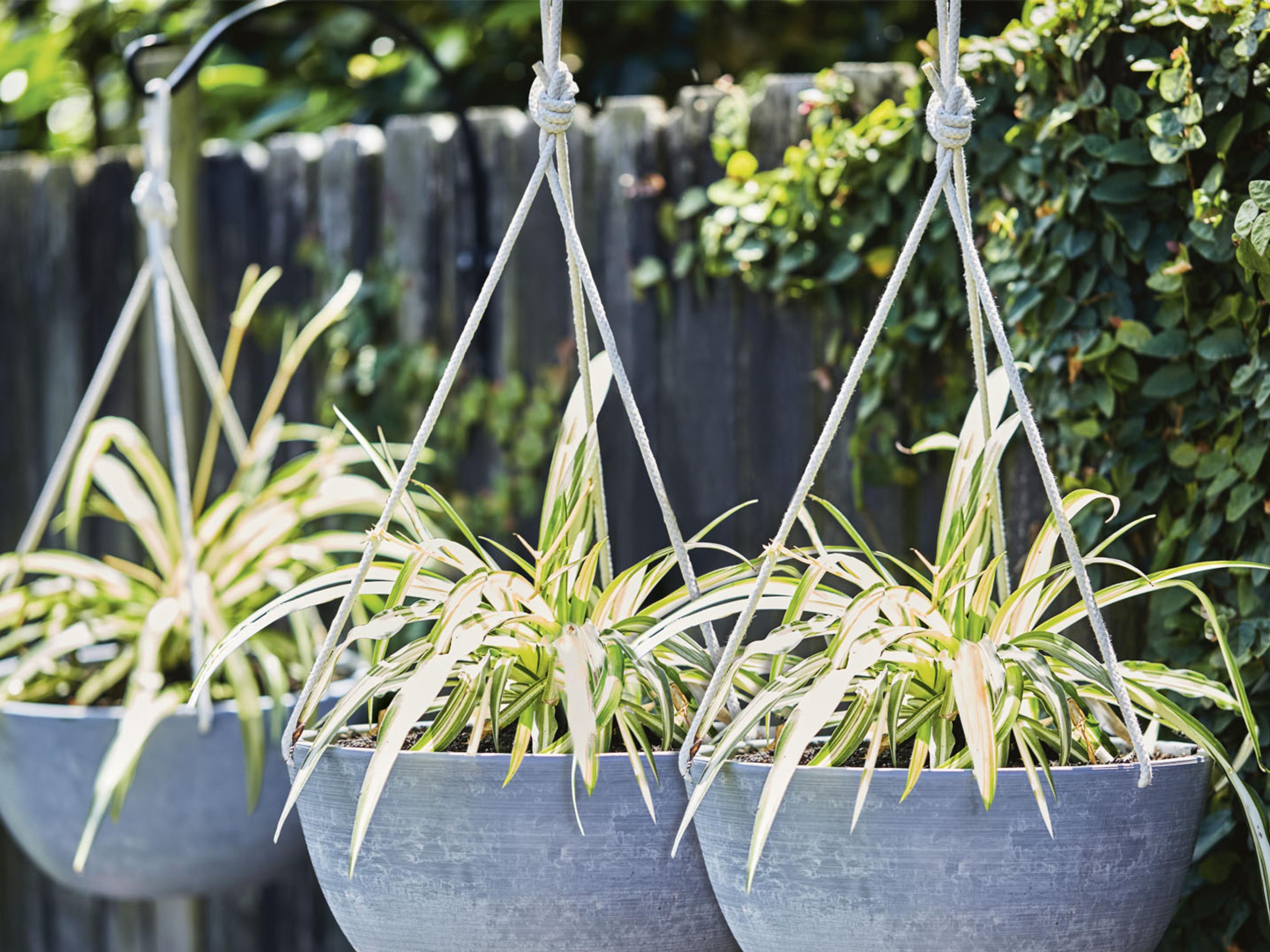 How to Grow and Care for Spider plant