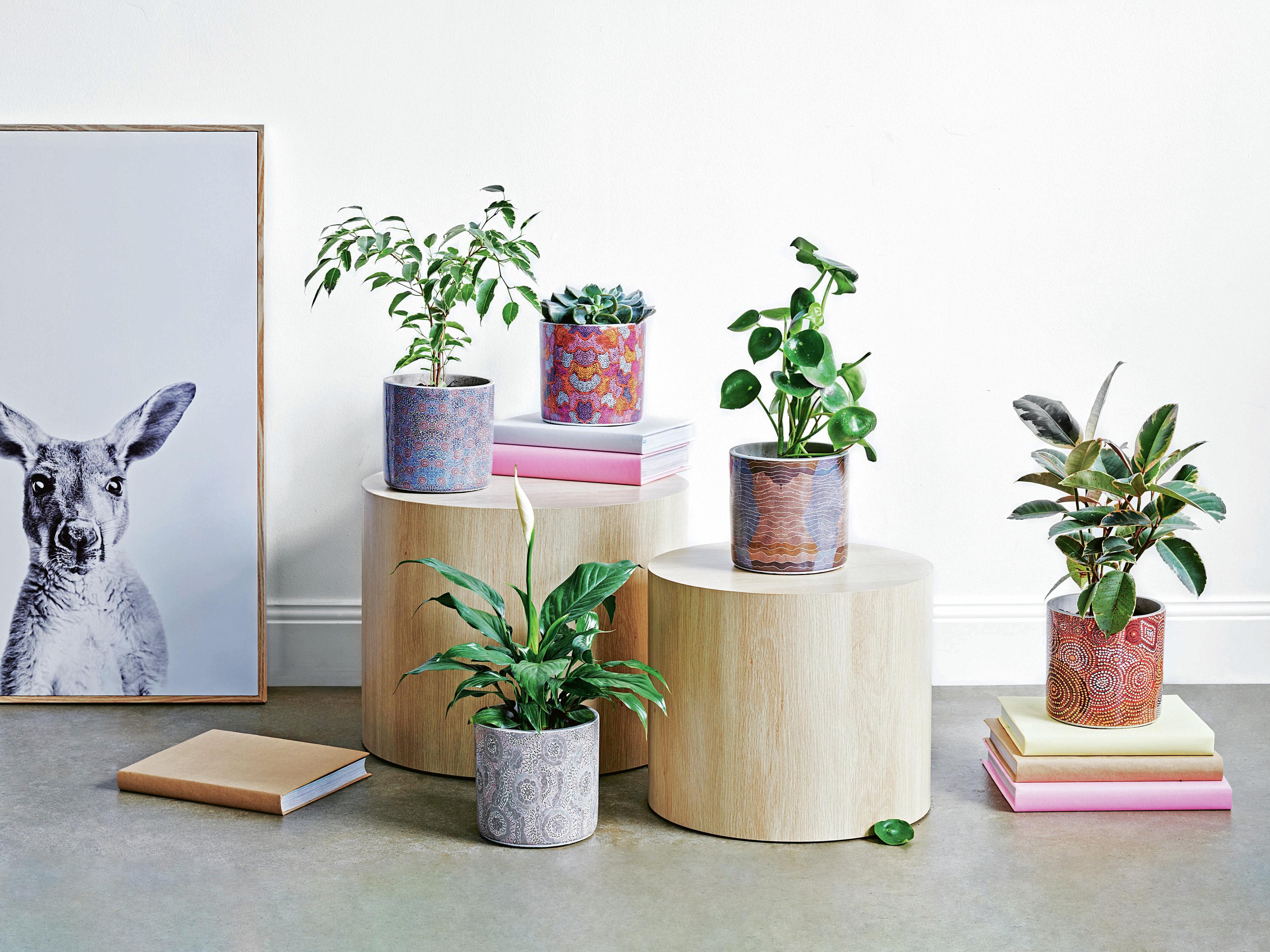 Pots et déco – Alma Plantes