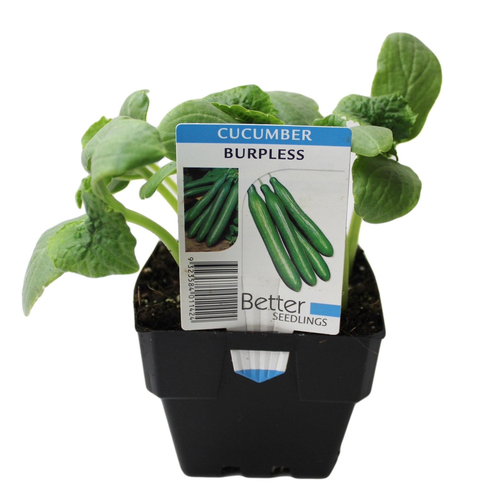 100mm Cucumber Burpless Cucumis sativus Bunnings Australia