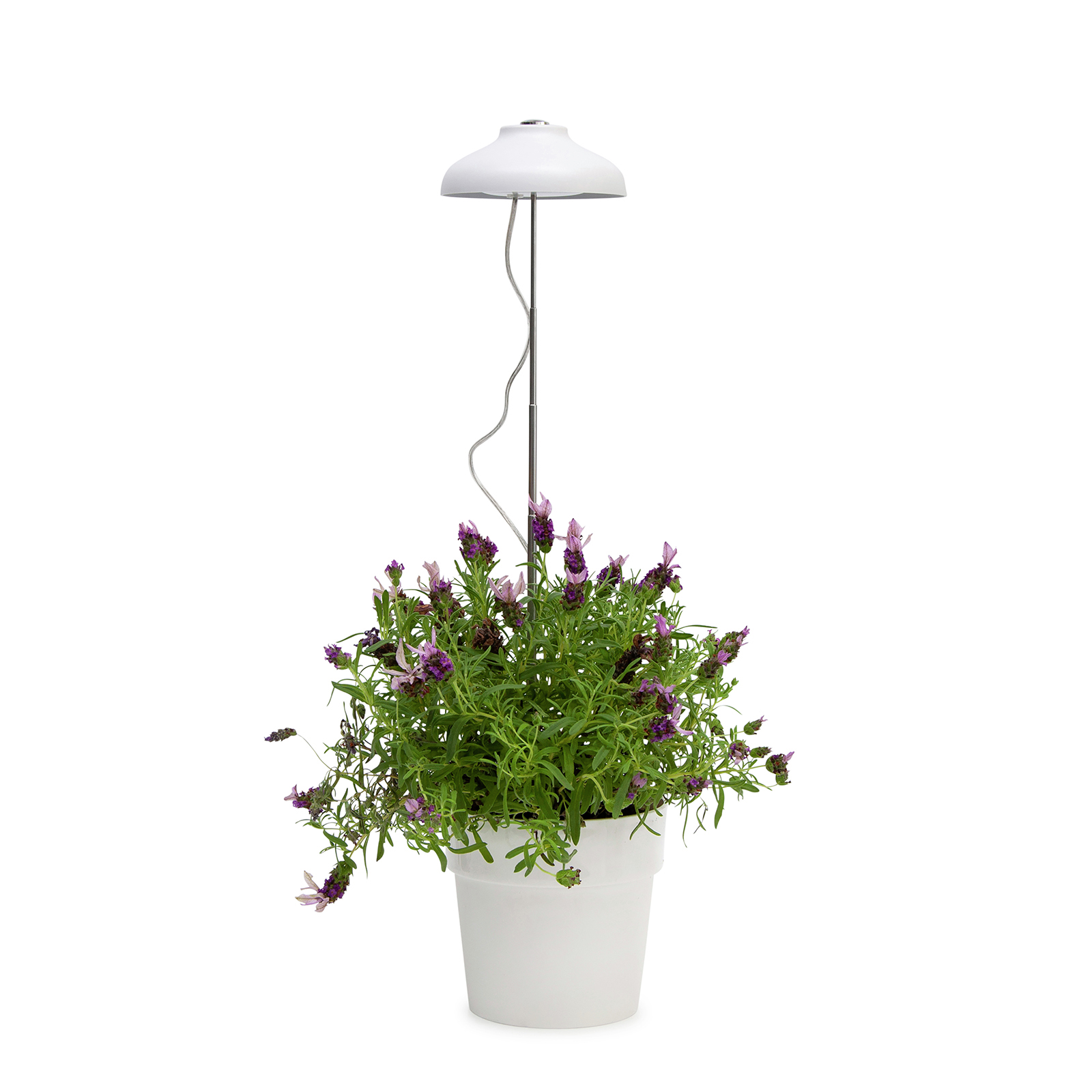 Home Grown Indoor Umbrella Grow Light Adjustable Bunnings Australia