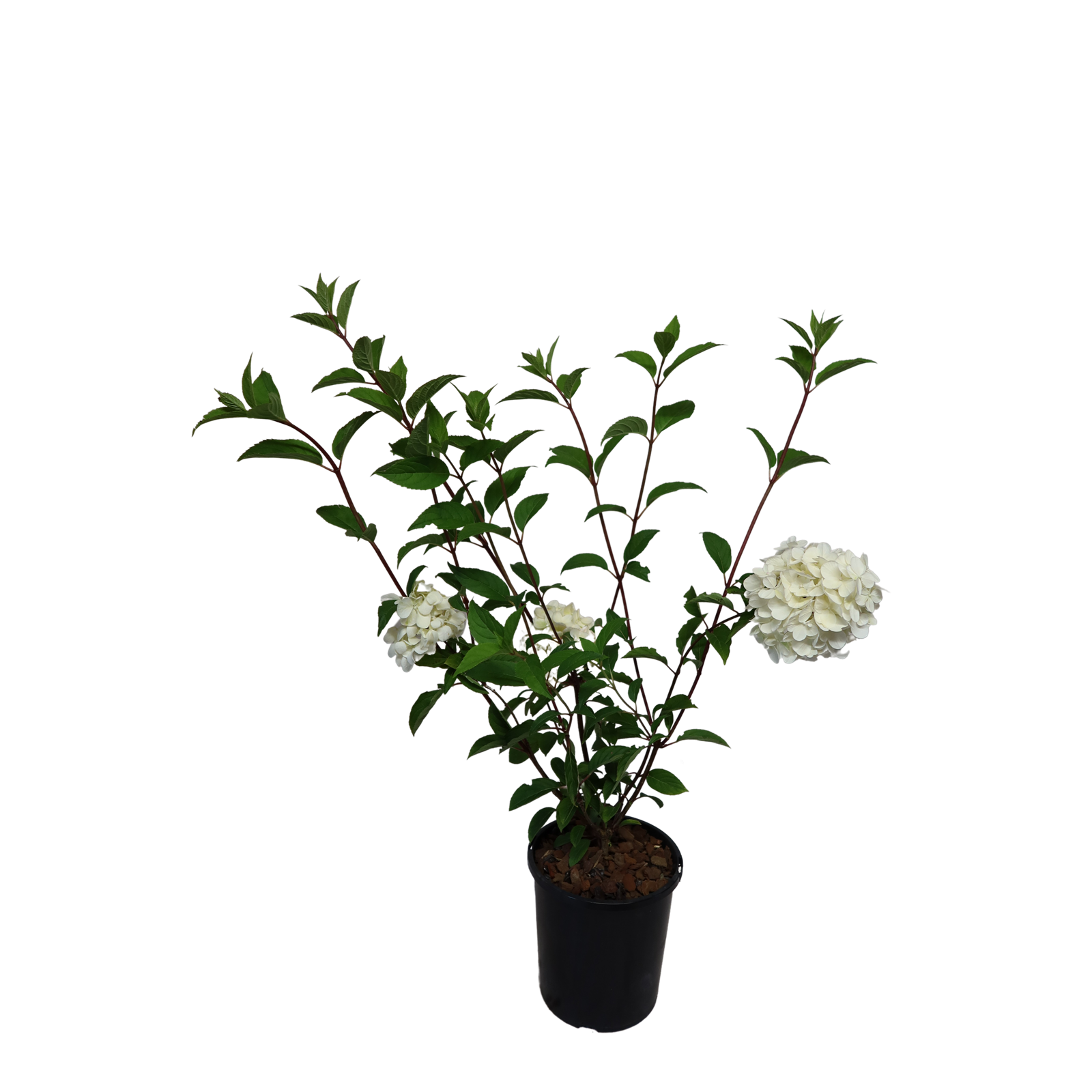 2.4L Hydrangea Sundae Fraise - Hydrangea paniculata - Bunnings New Zealand