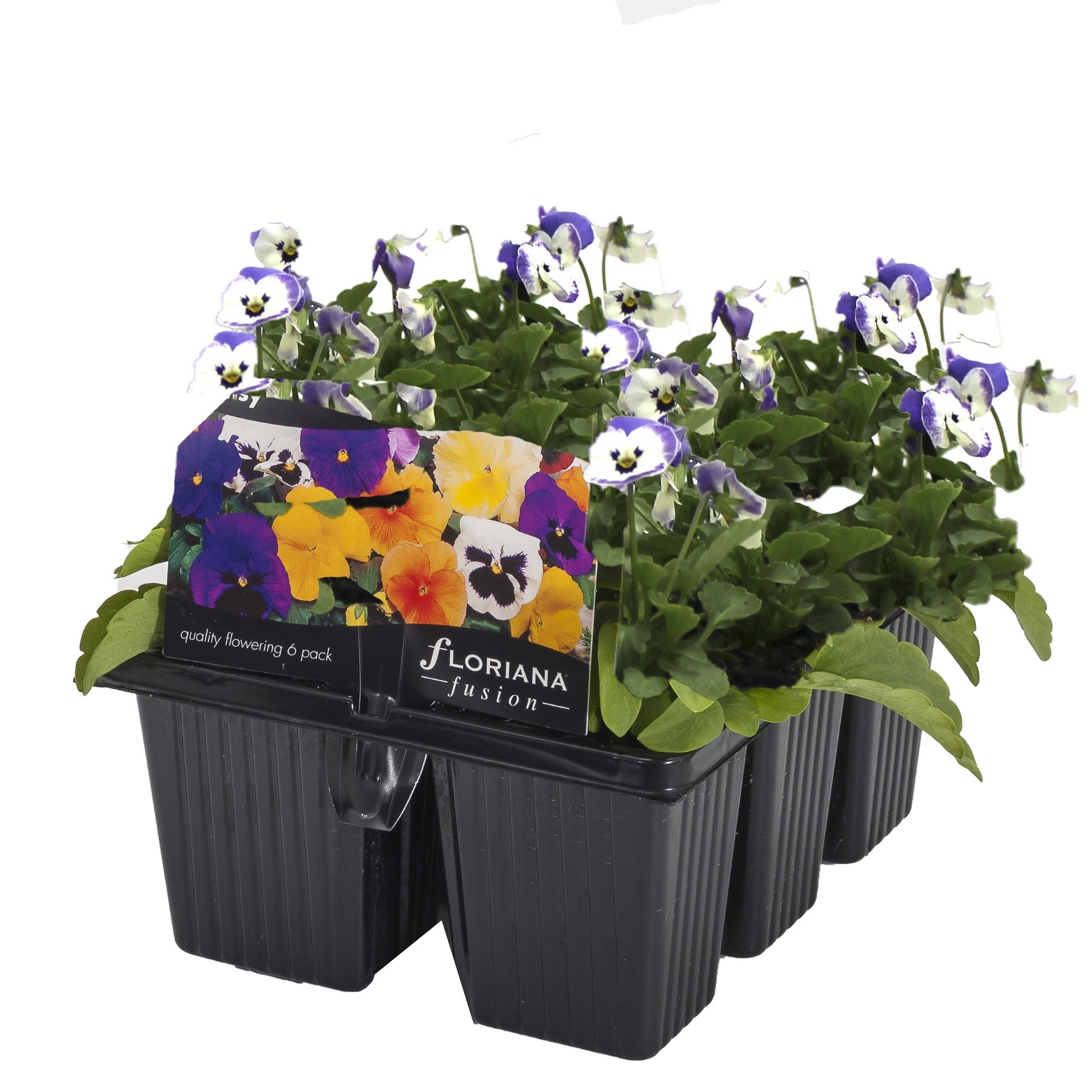 6 Cell Fusion Flowers Viola China Blue Viola cornuta Bunnings Australia
