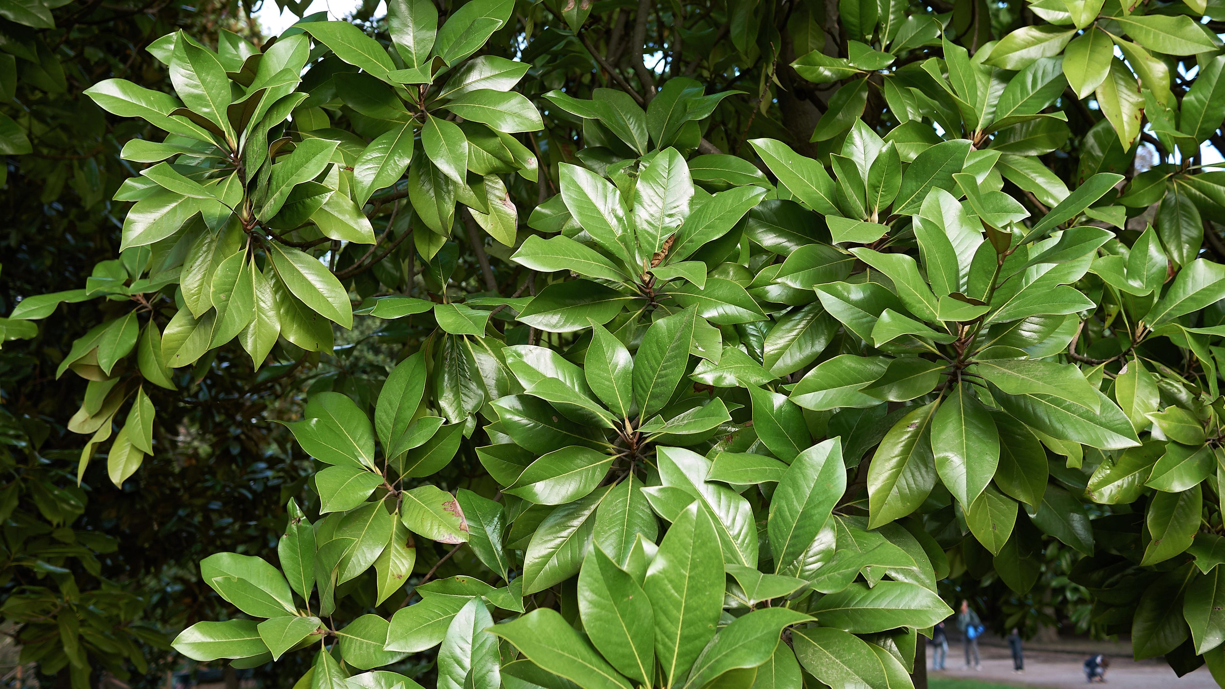 Growing, Pruning & Caring for Magnolia - Bunnings Australia