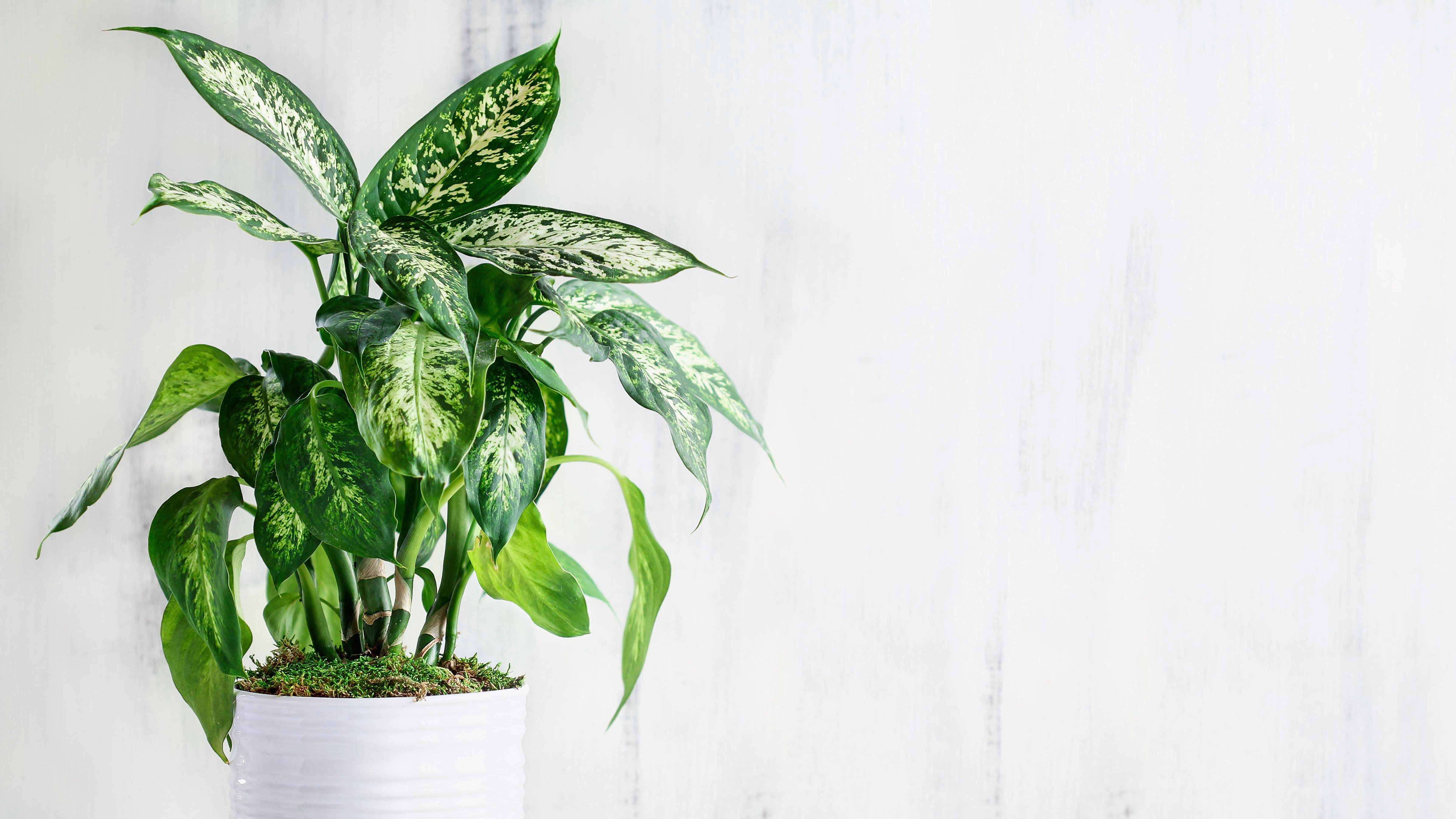 Ten Perennially Popular Indoor Plants - Bunnings Australia