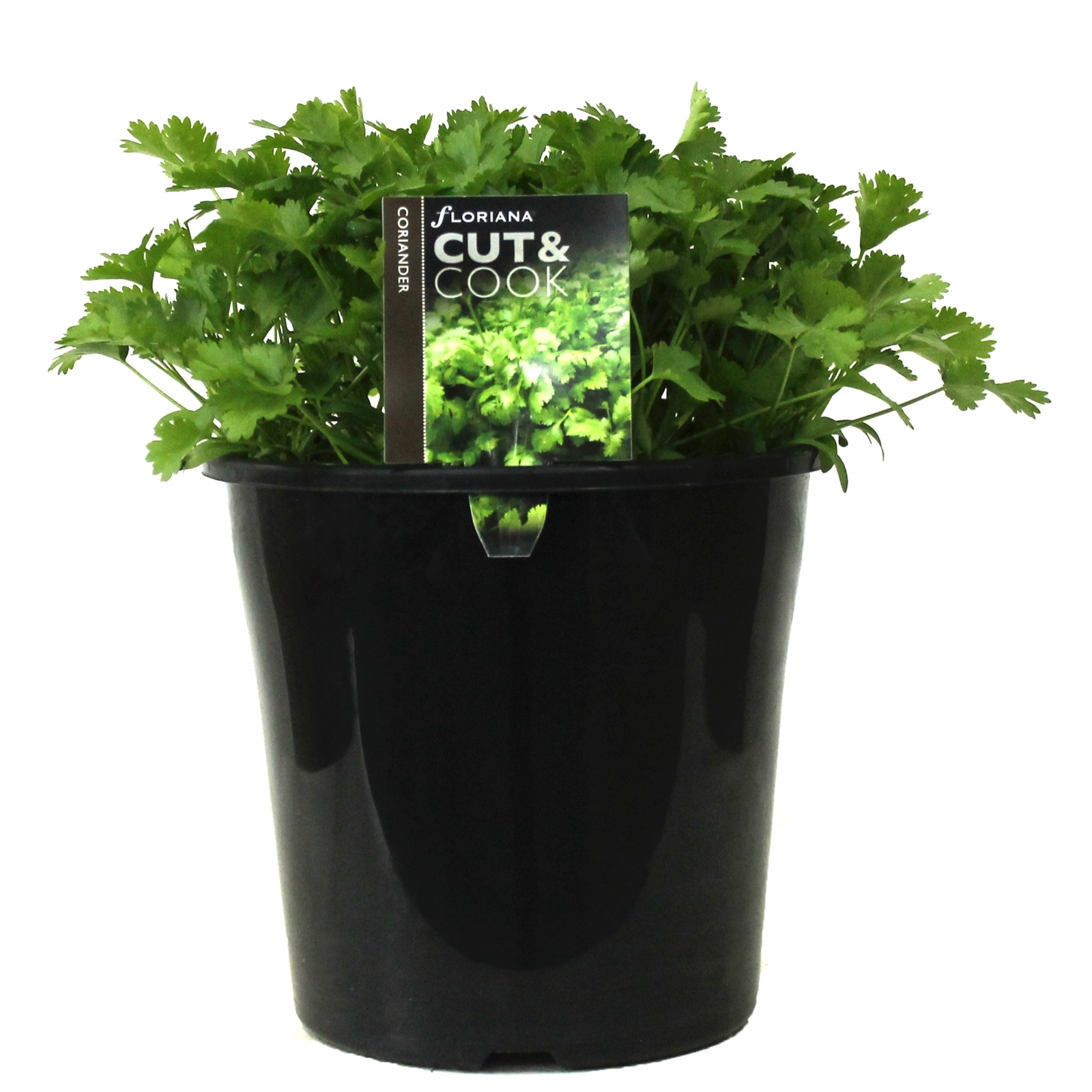 200mm Coriander - Coriandrum sativum - Floriana Cut And Cook Range ...