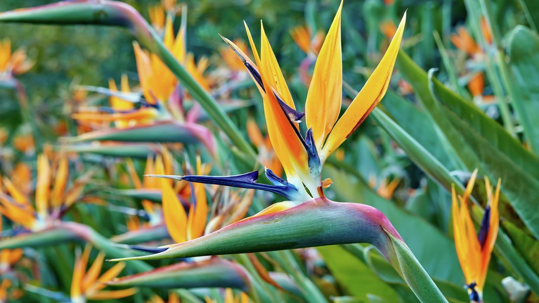 Vivid and stunningly colourful bird of paradise flowers in orange and purple.