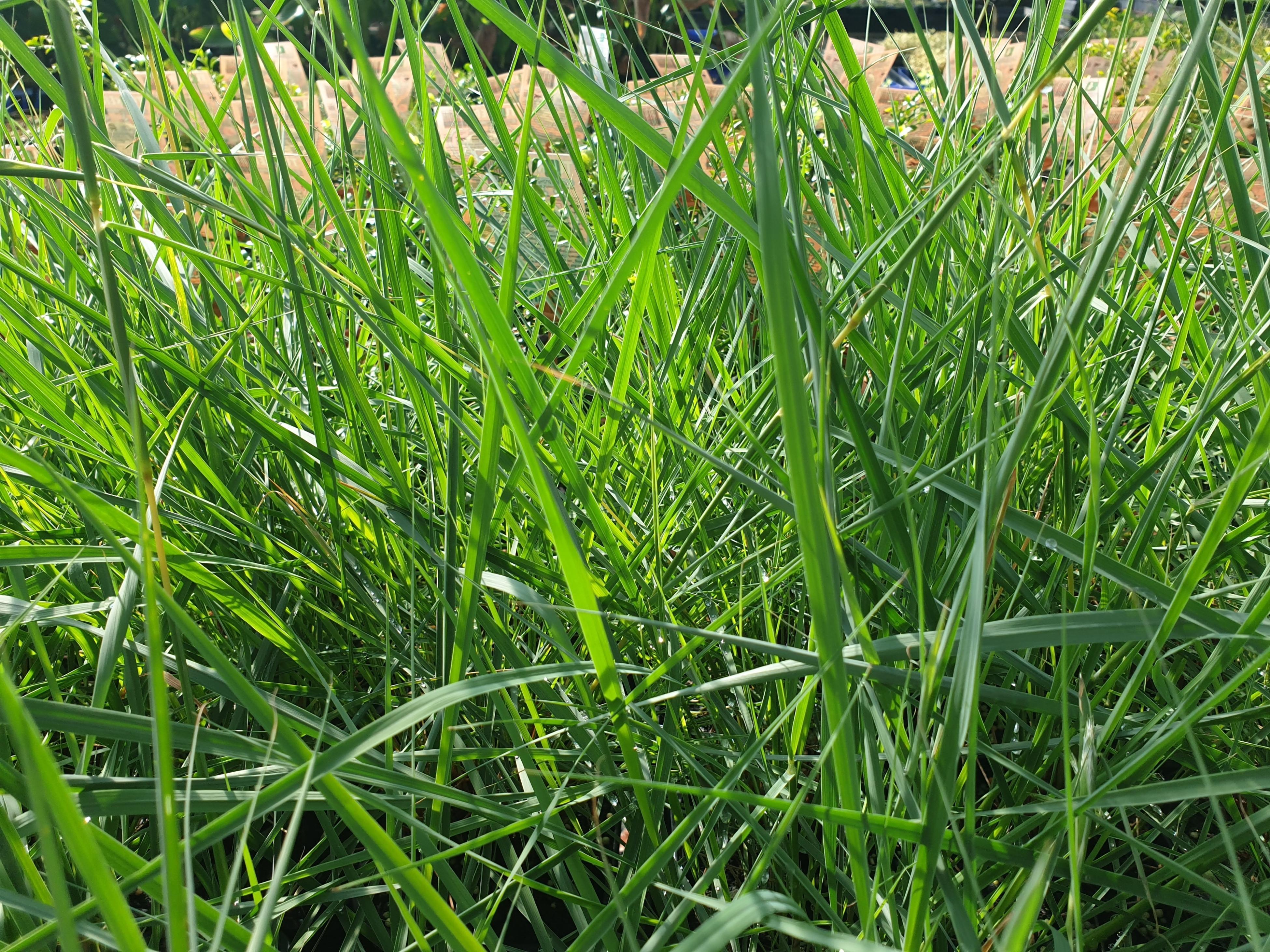 Bunnings grass store