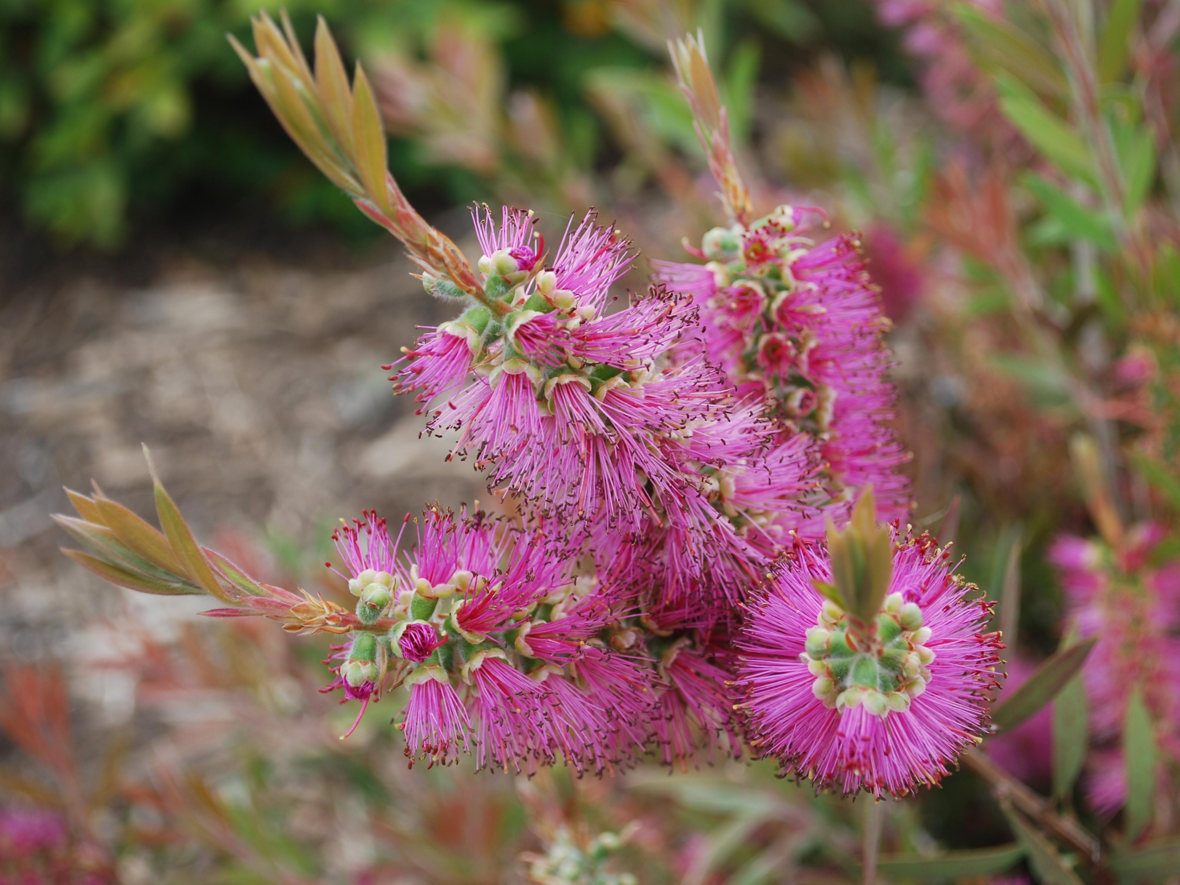 Top Low Maintenance Plants For Your Garden Bunnings Australia