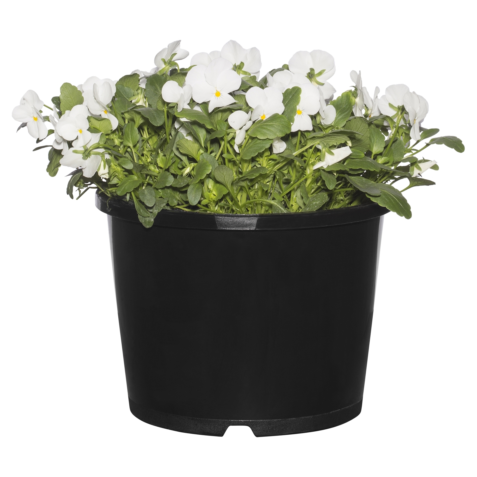 205mm Assorted Potted Plants Bunnings Australia