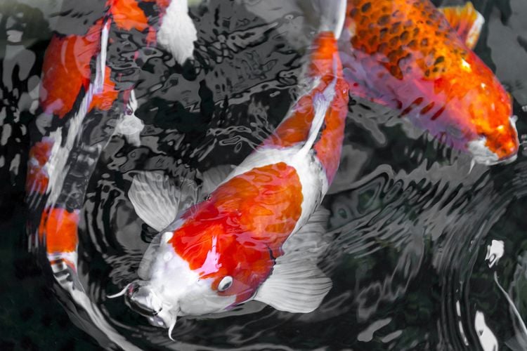 Close up of koi fish in a pond