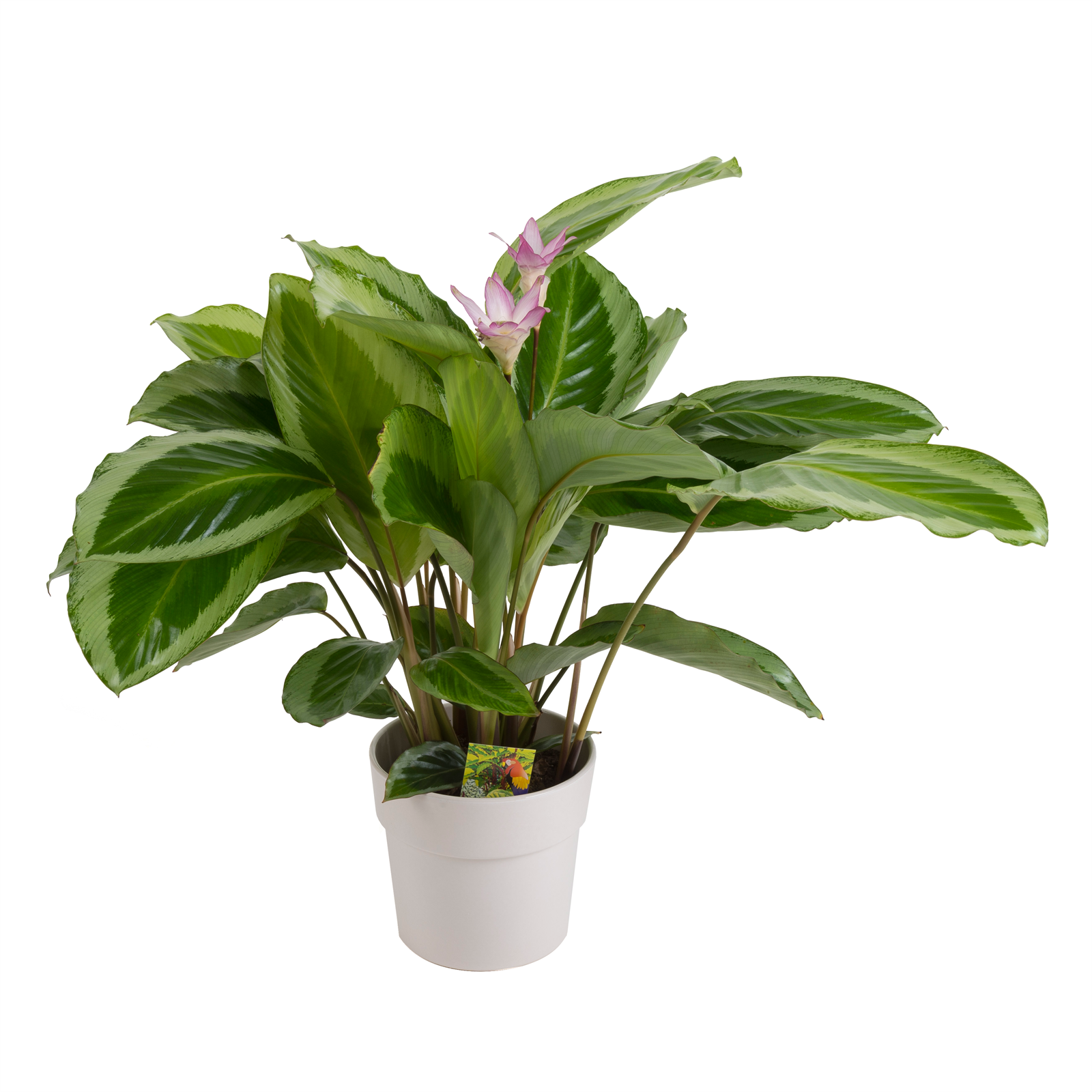 140mm Assorted Calathea - Bunnings New Zealand