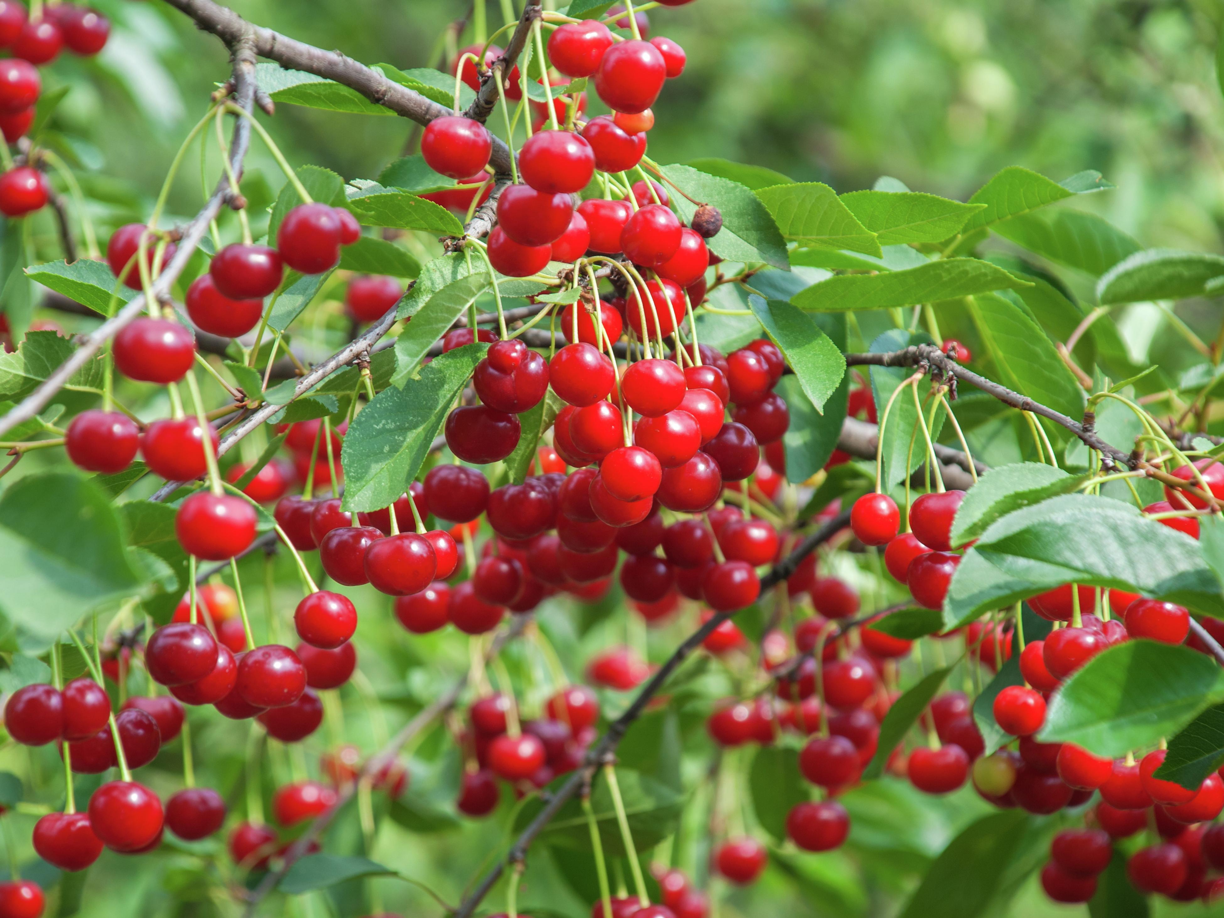 cherry plants