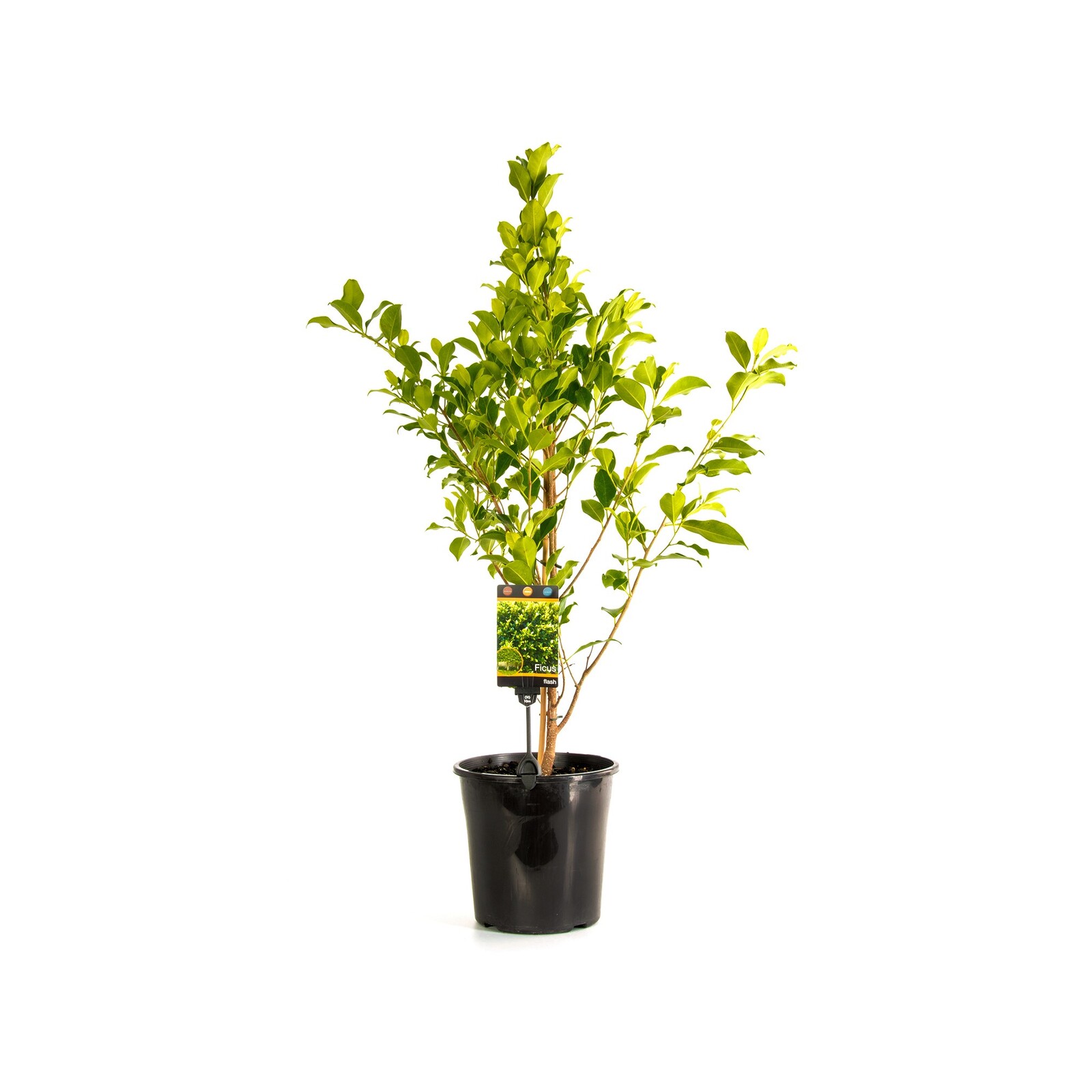 200mm Ficus Flash Ficus microcarpa hillii Bunnings Australia