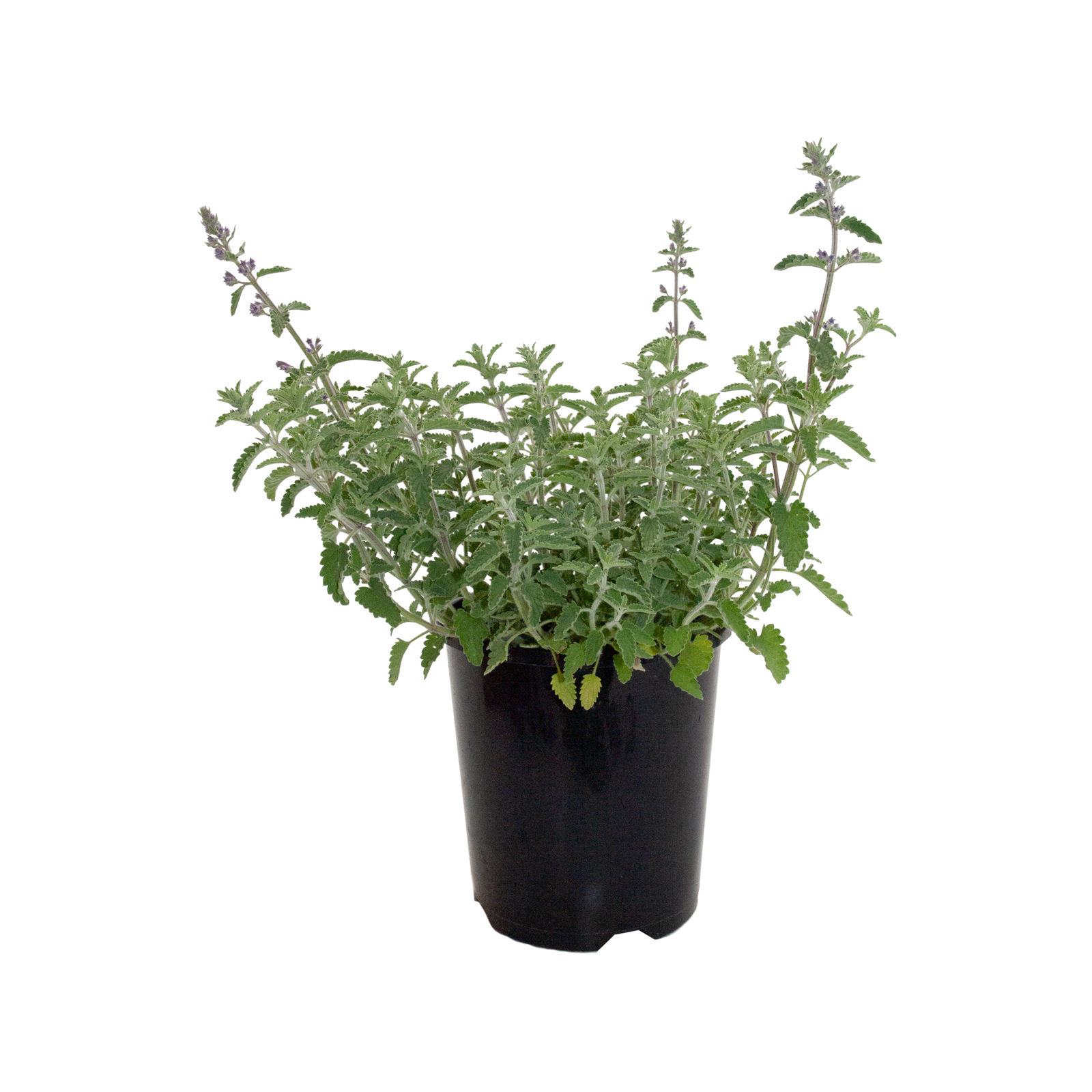 140mm Nepeta Blue Wonder - Nepeta fassenii - Bunnings Australia