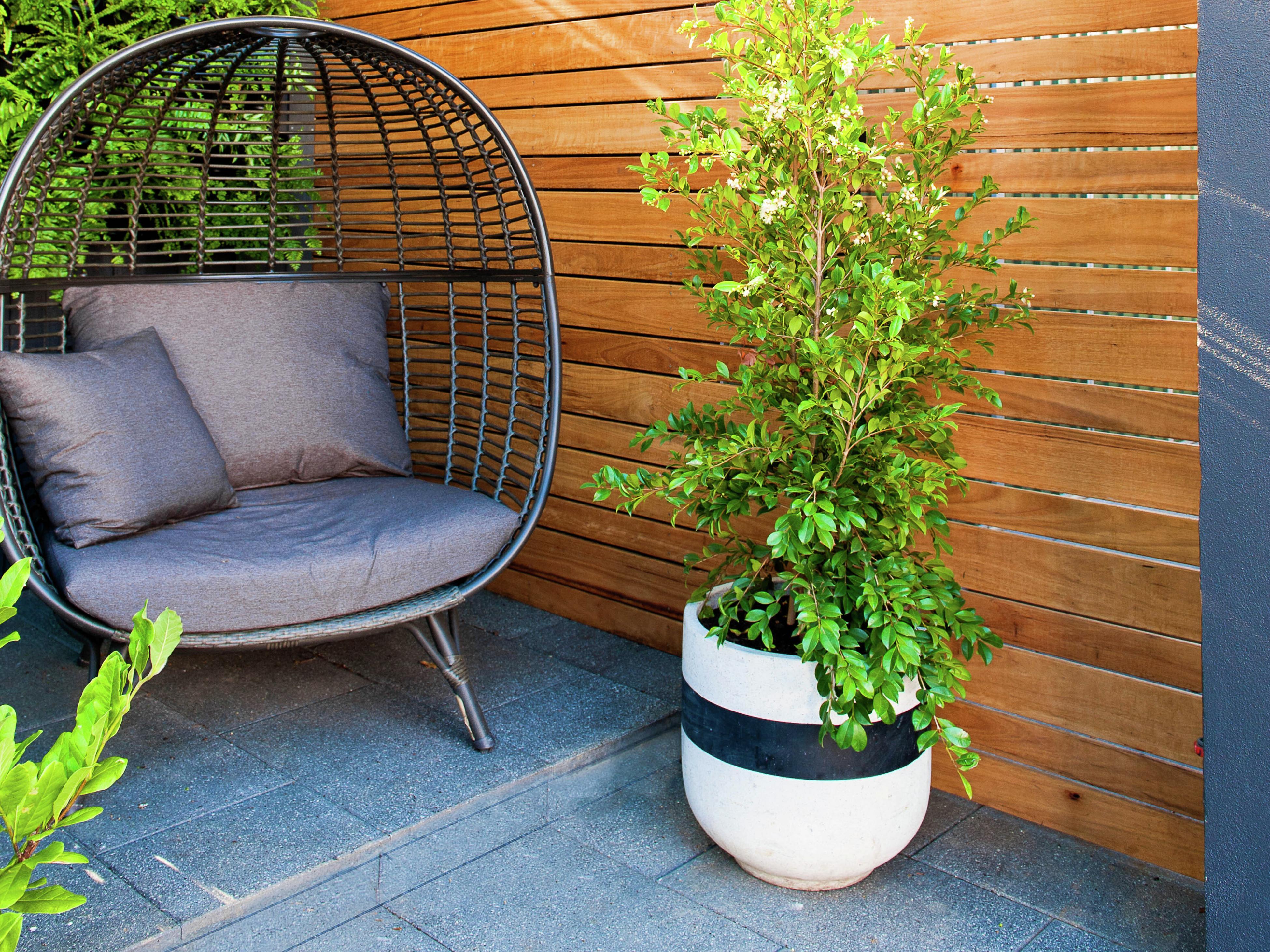 How To Create A Balcony Or Courtyard Garden Bunnings Australia