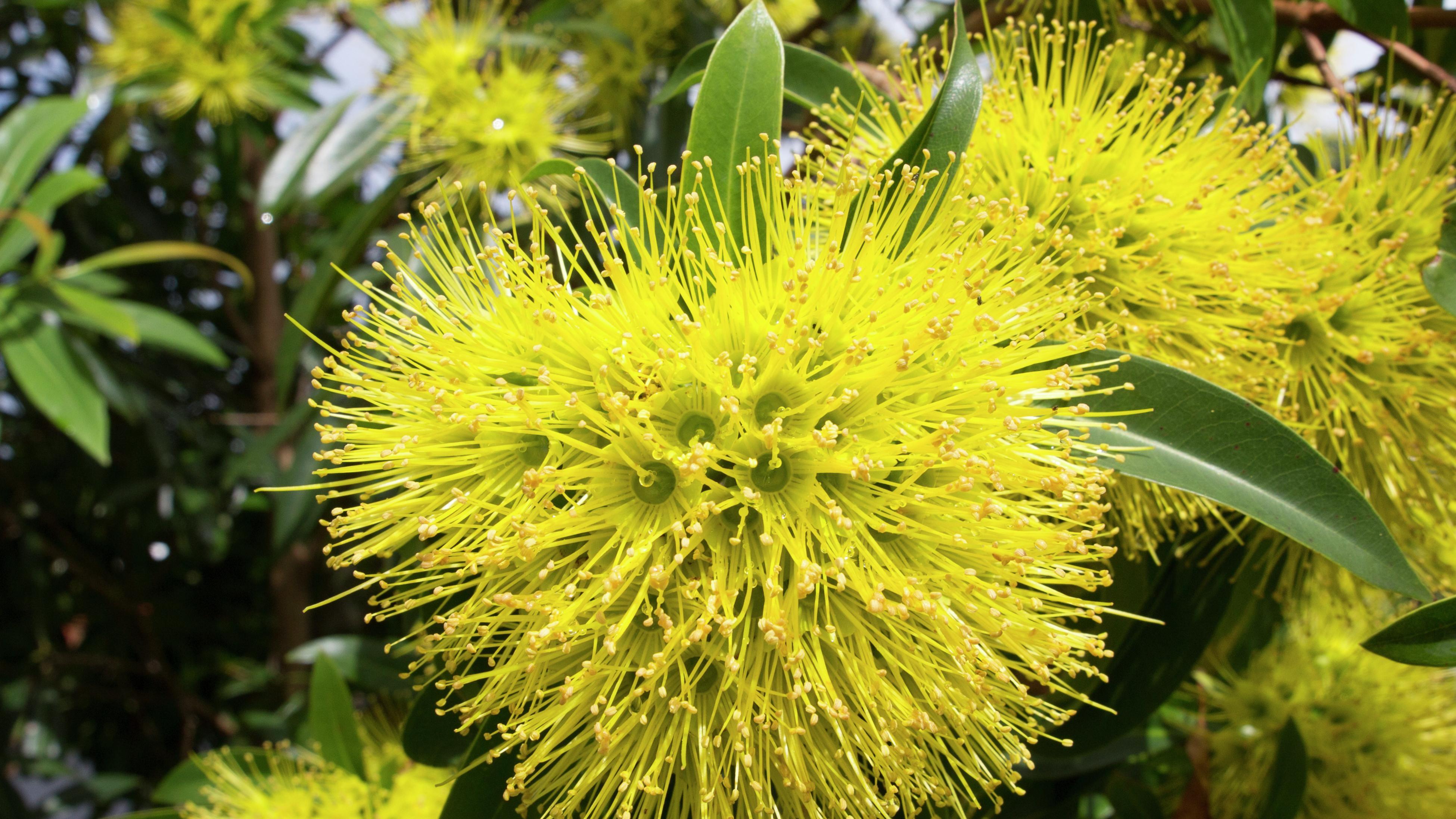 Close-up of a yellow golden penda flower