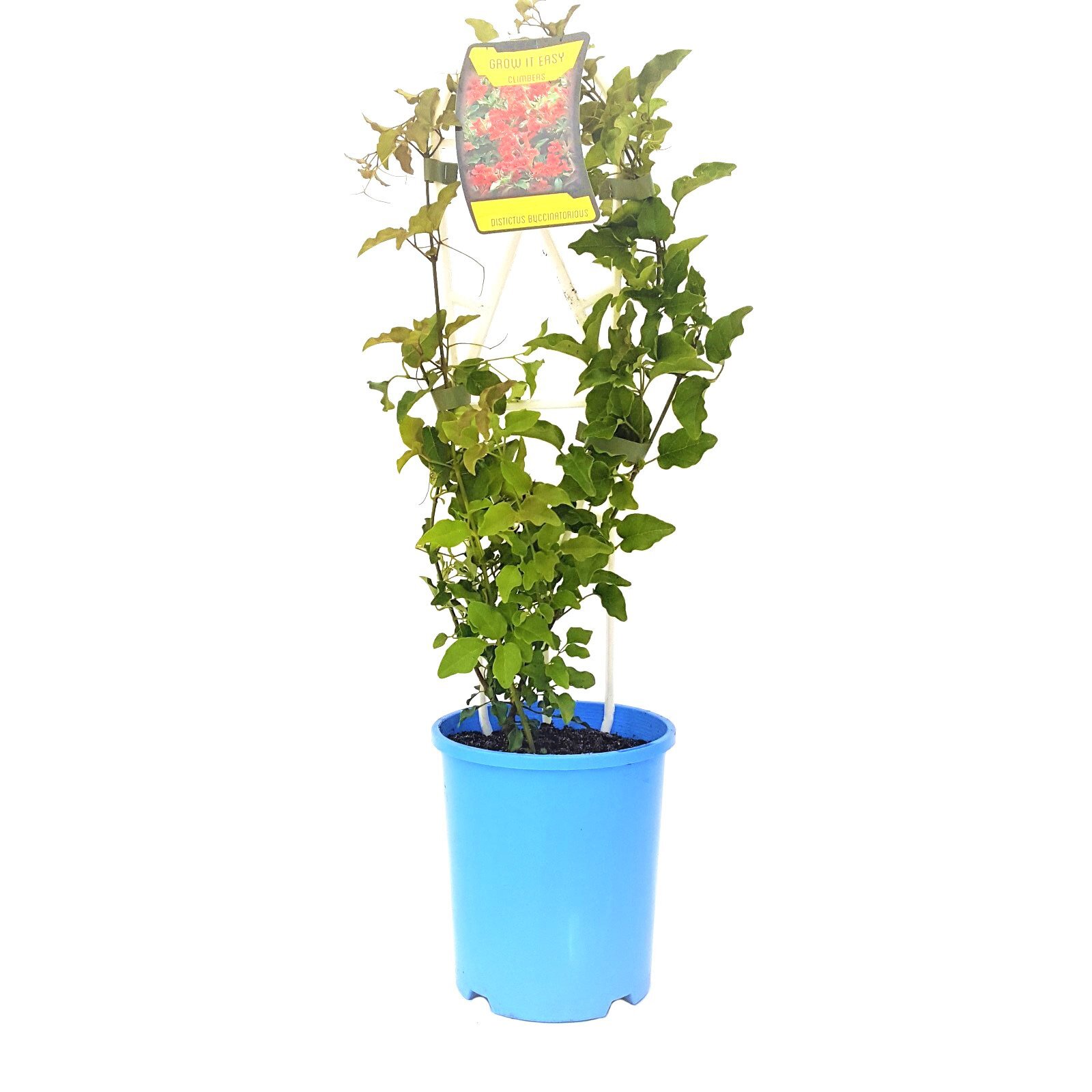 140mm Red Trumpet Vine Distictis buccinatoria Grow It Easy Range