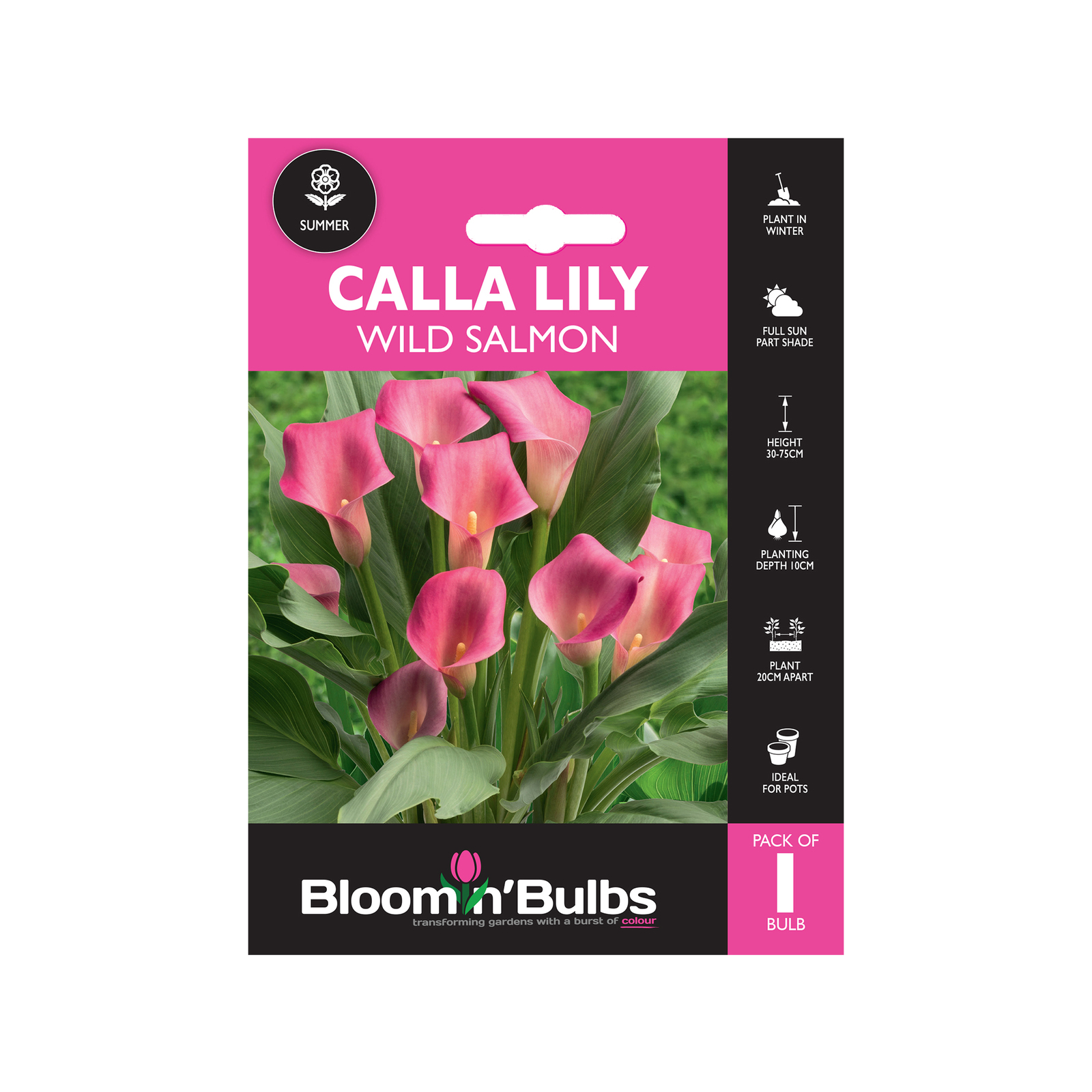 bloomin-bulbs-summer-pink-calla-lily-wild-salmon-1-pack-bunnings