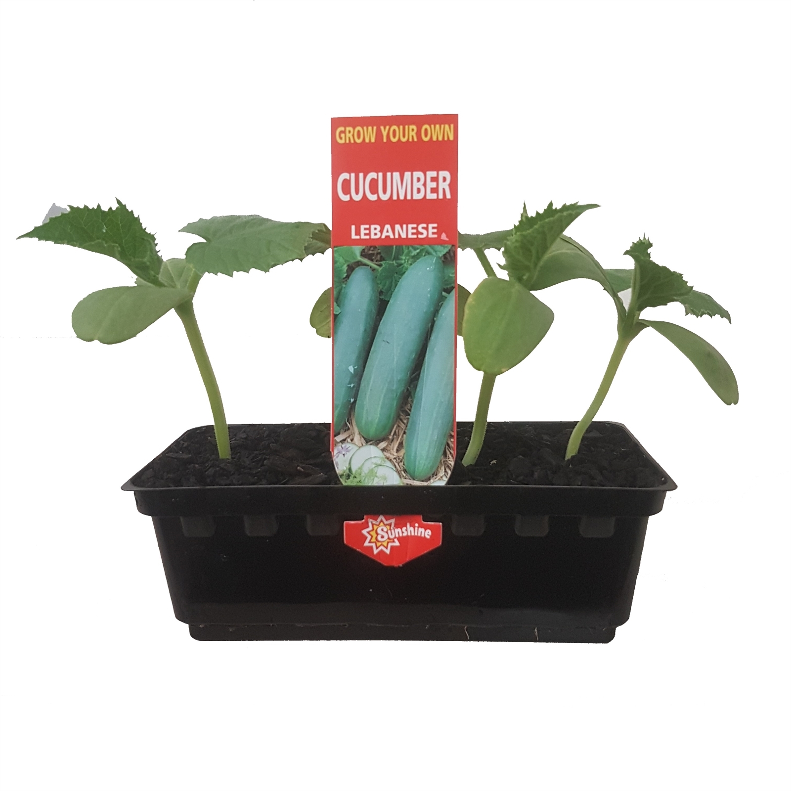 Cucumber Lebanese Cucumis sativis Grow Your Own Range