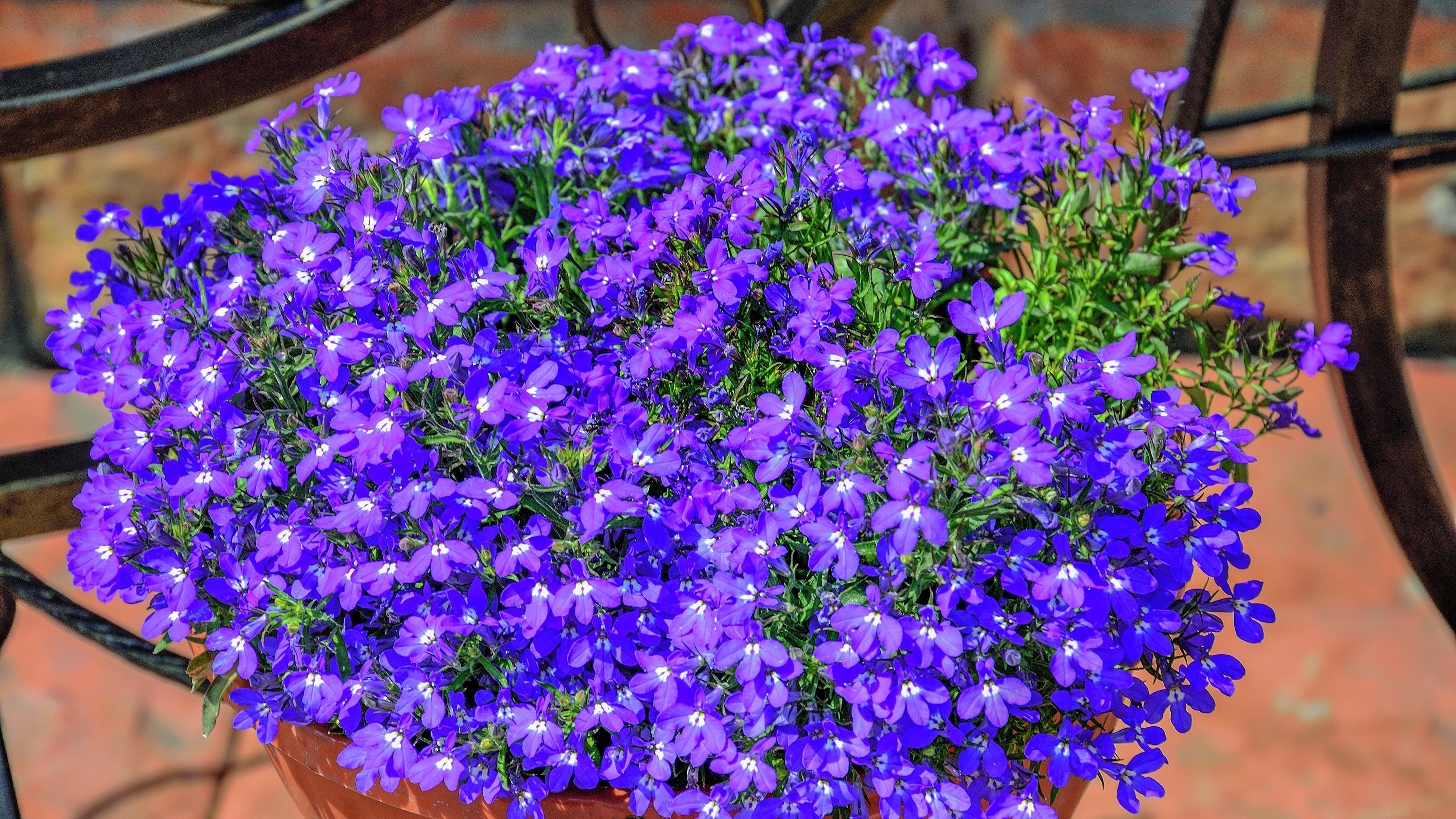 Lobelia on sale hanging basket