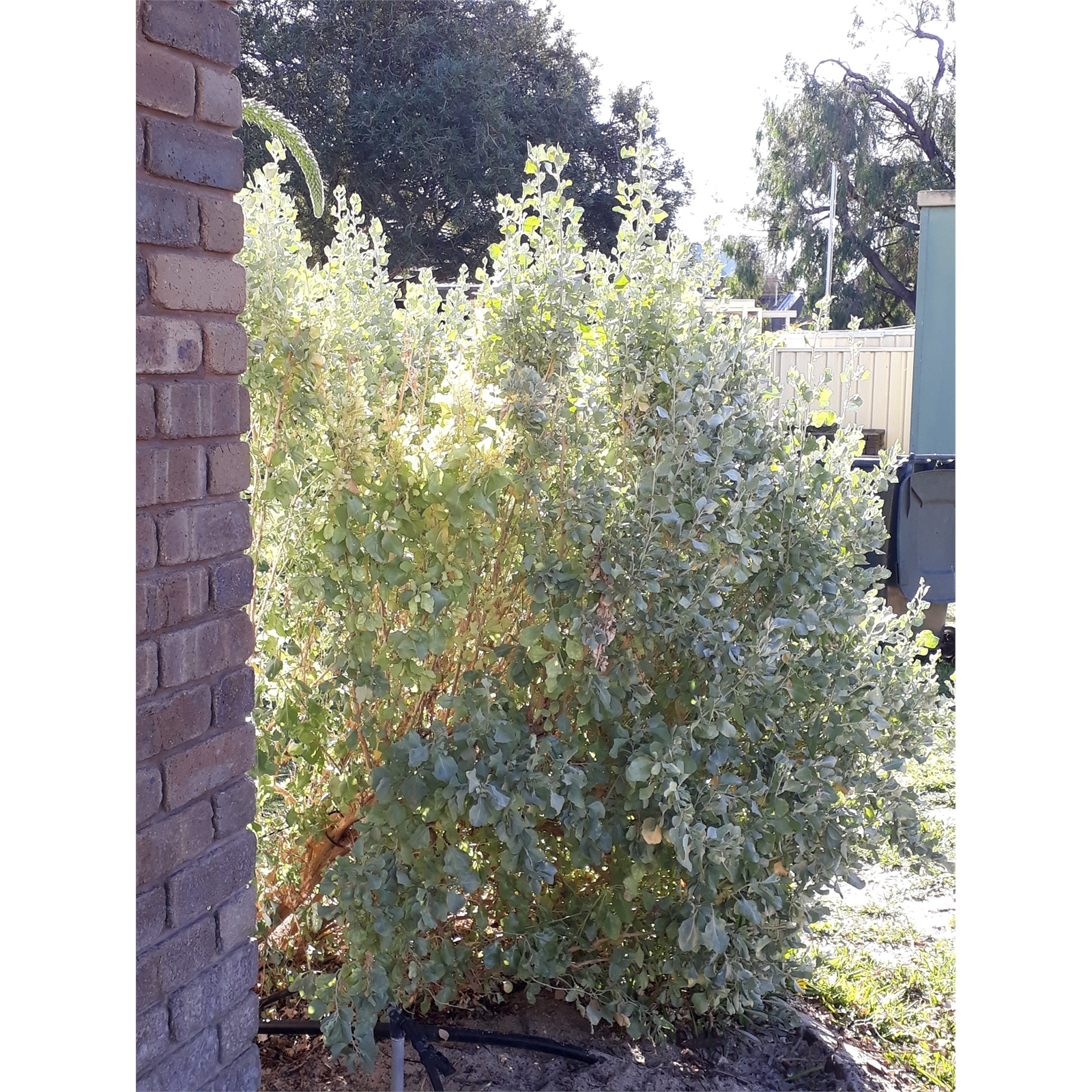 140mm-old-man-saltbush-atriplex-nummularia-tucker-bush-range