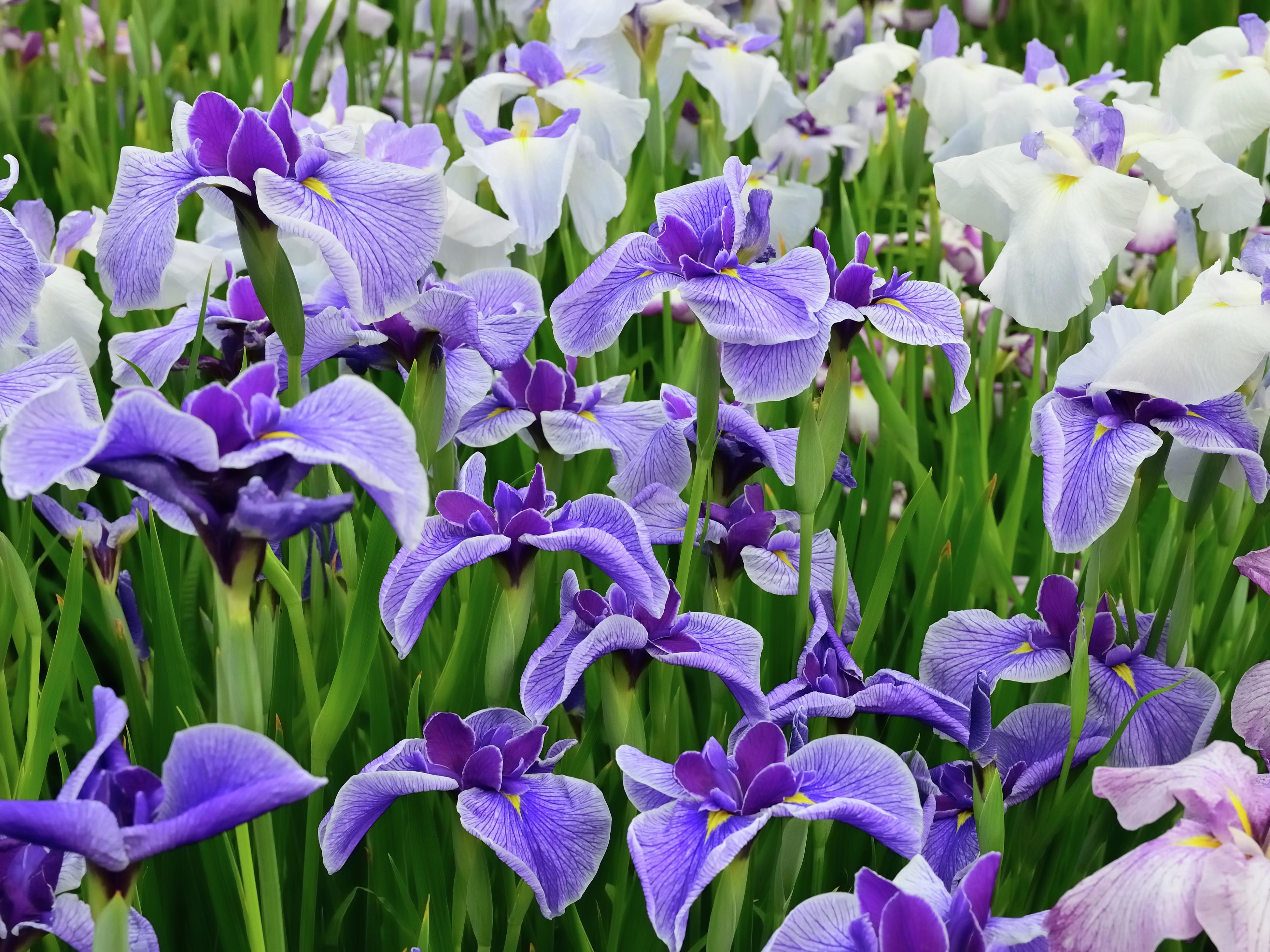 Planting Flag Iris - Learn About Growing Flag Iris Plants In The