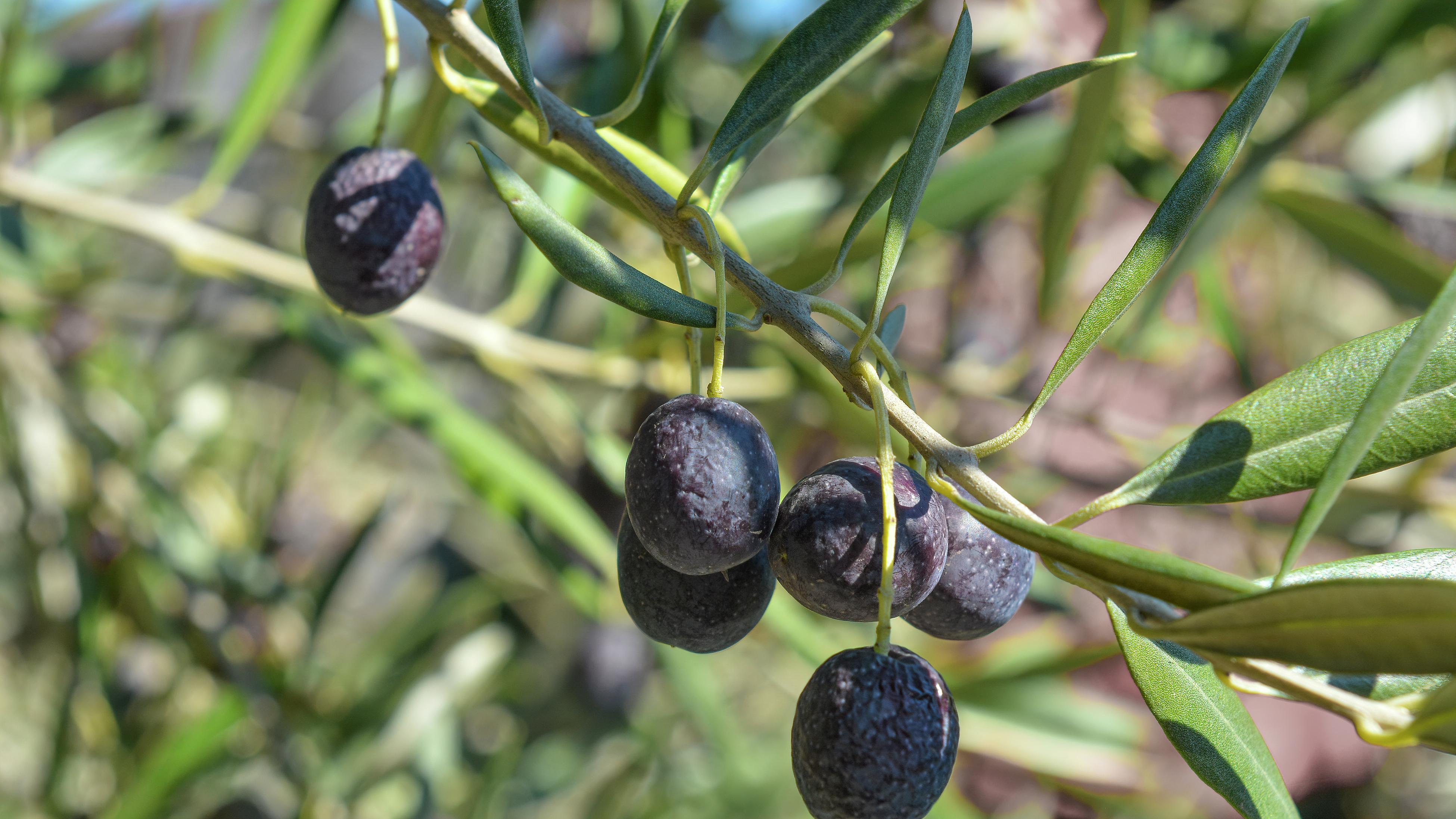 Close up of an olive on a tree