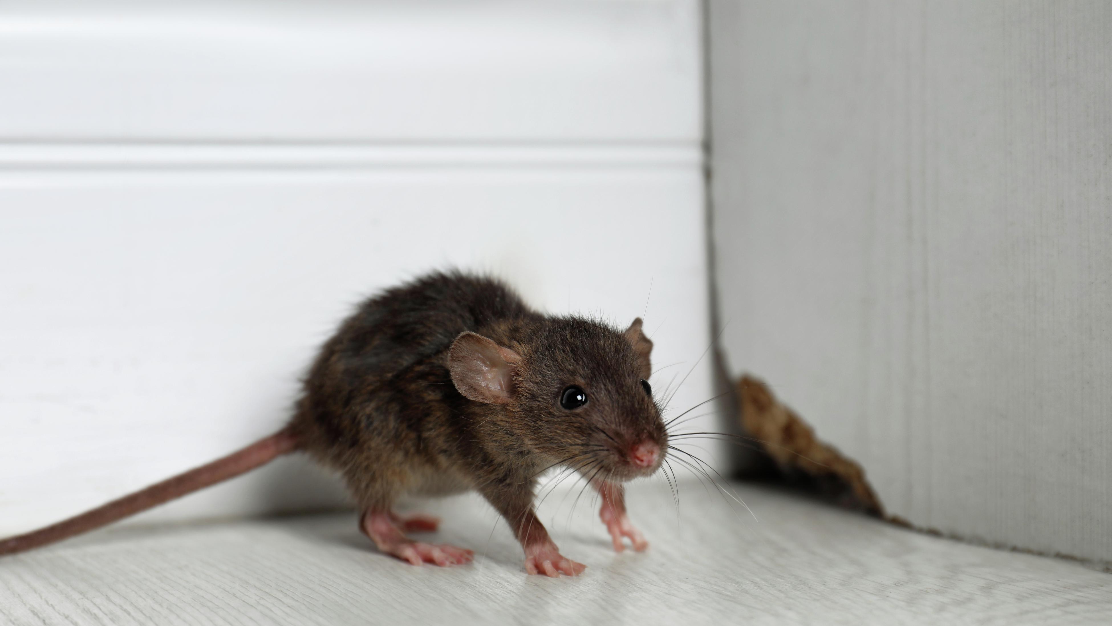 How to Get Rid of Mice in Your Garage & Keep Them Out