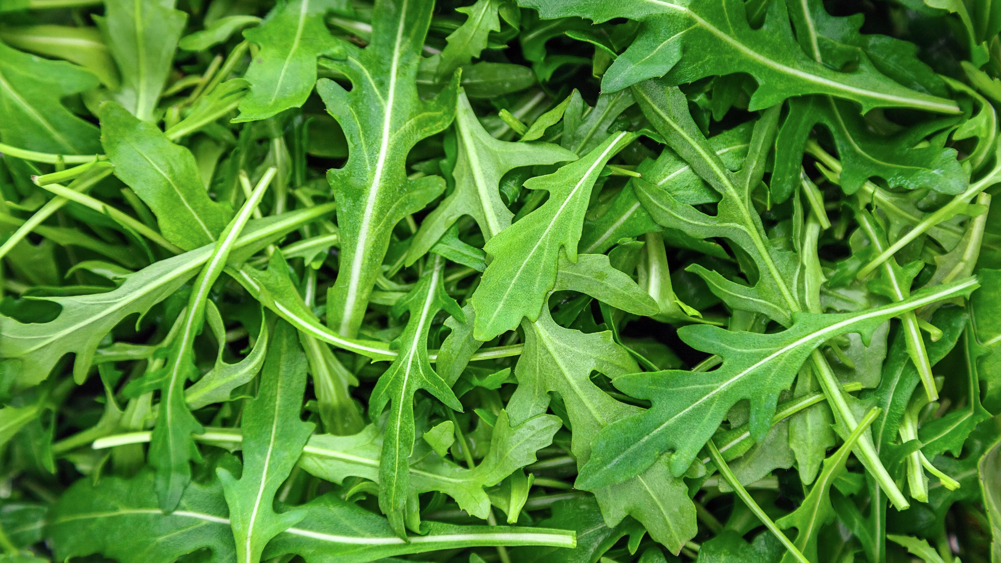 Close up of rocket (arugula) leaves