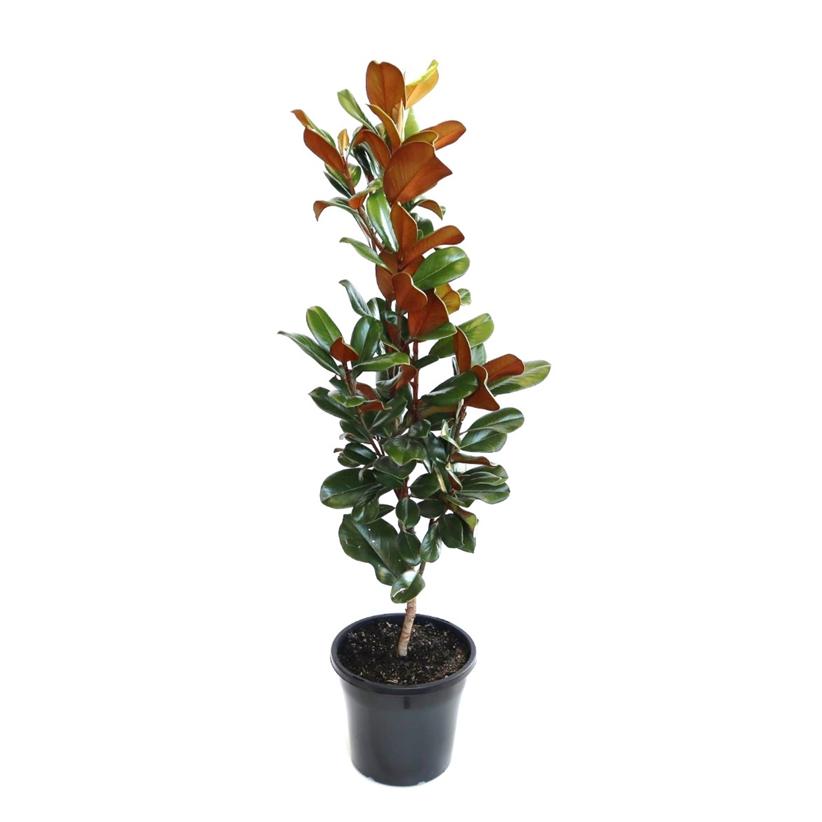 250mm Magnolia Teddy Bear - Magnolia grandiflora Southern Charm ...