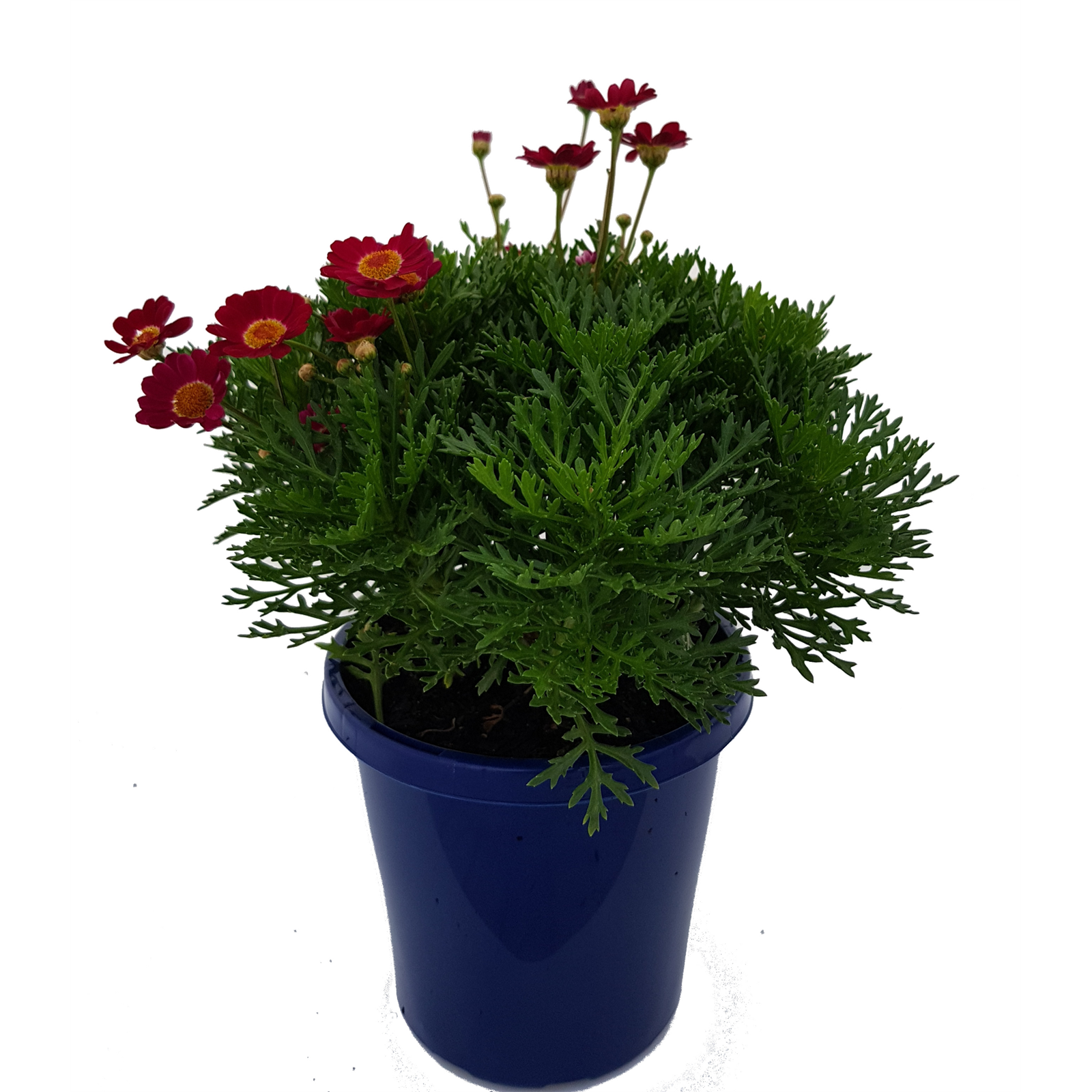 150mm Red Baron Daisy - Argyranthemum - Bunnings Australia