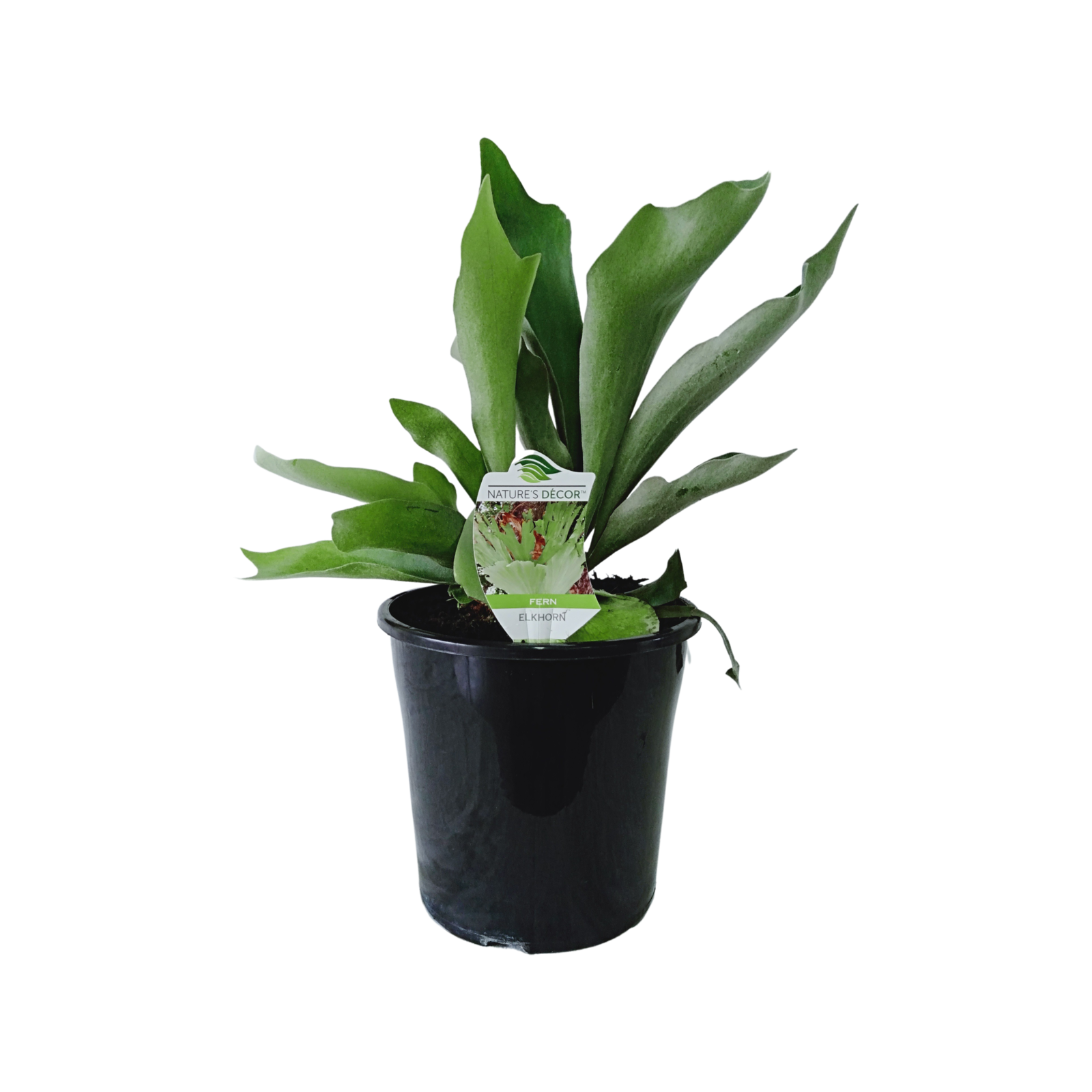 200mm Elkhorn Fern Platycerium bifurcatum Bunnings Australia