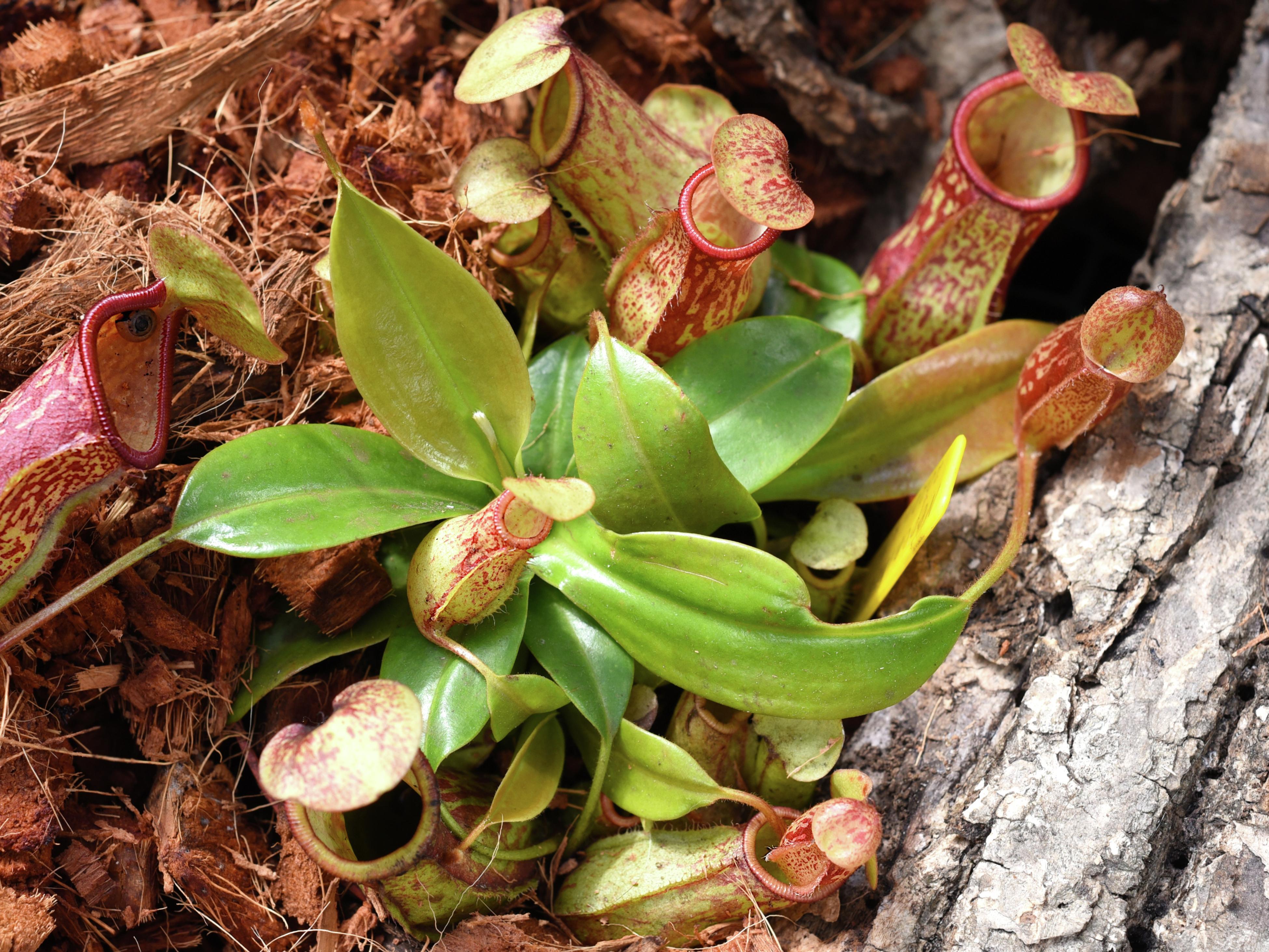 The Pitcher Plantation, Australia: About Using Sphagnum Moss for  Carnivorous Plants