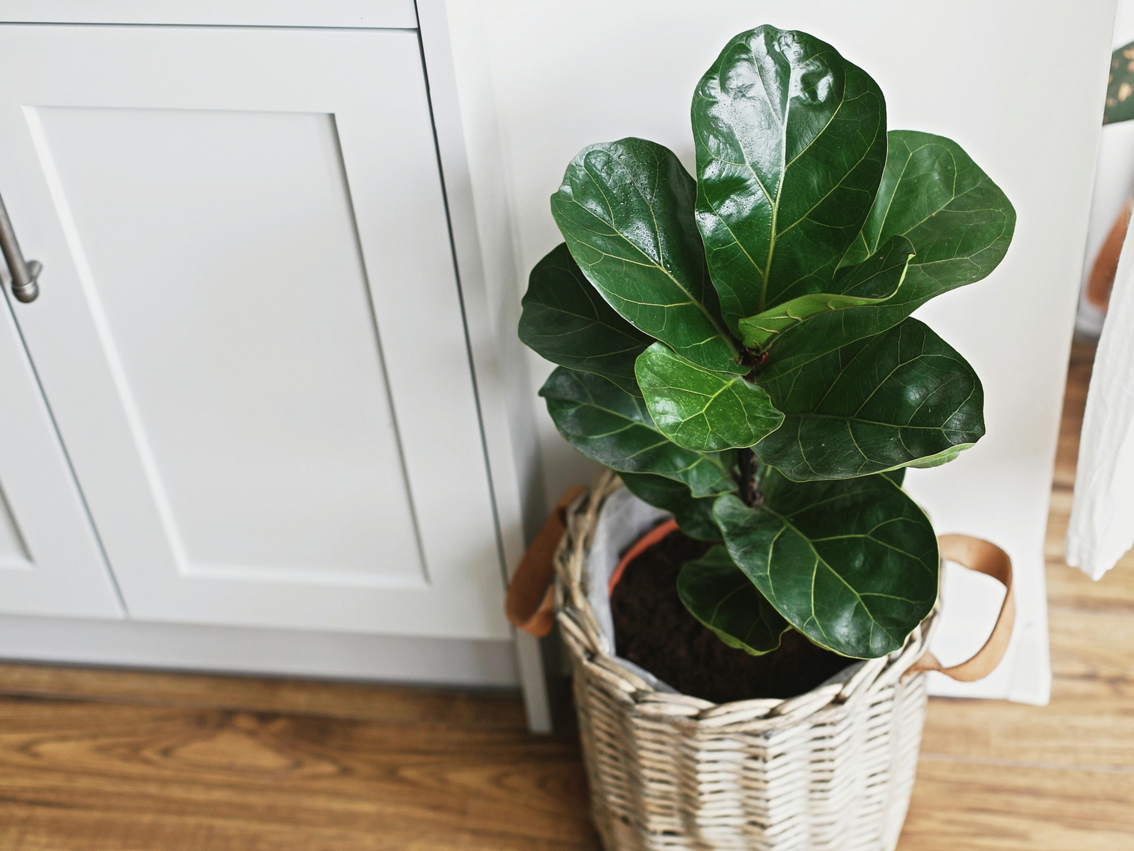 How to Take Care of Fiddle Leaf Fig