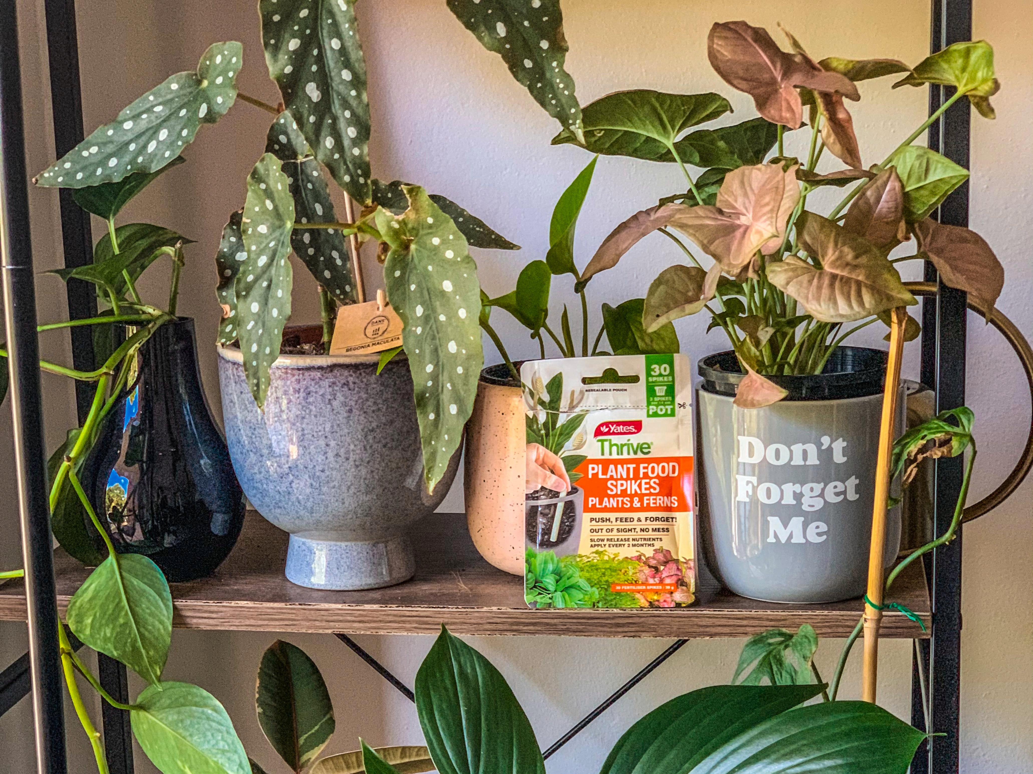 Indoor plant deals light bunnings