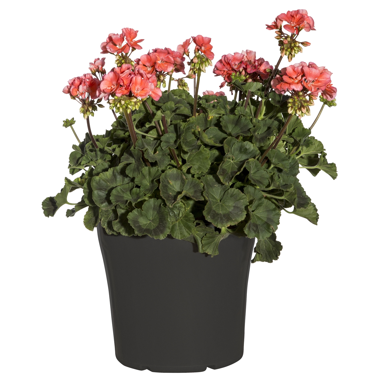 180mm Assorted Geraniums - Bunnings Australia