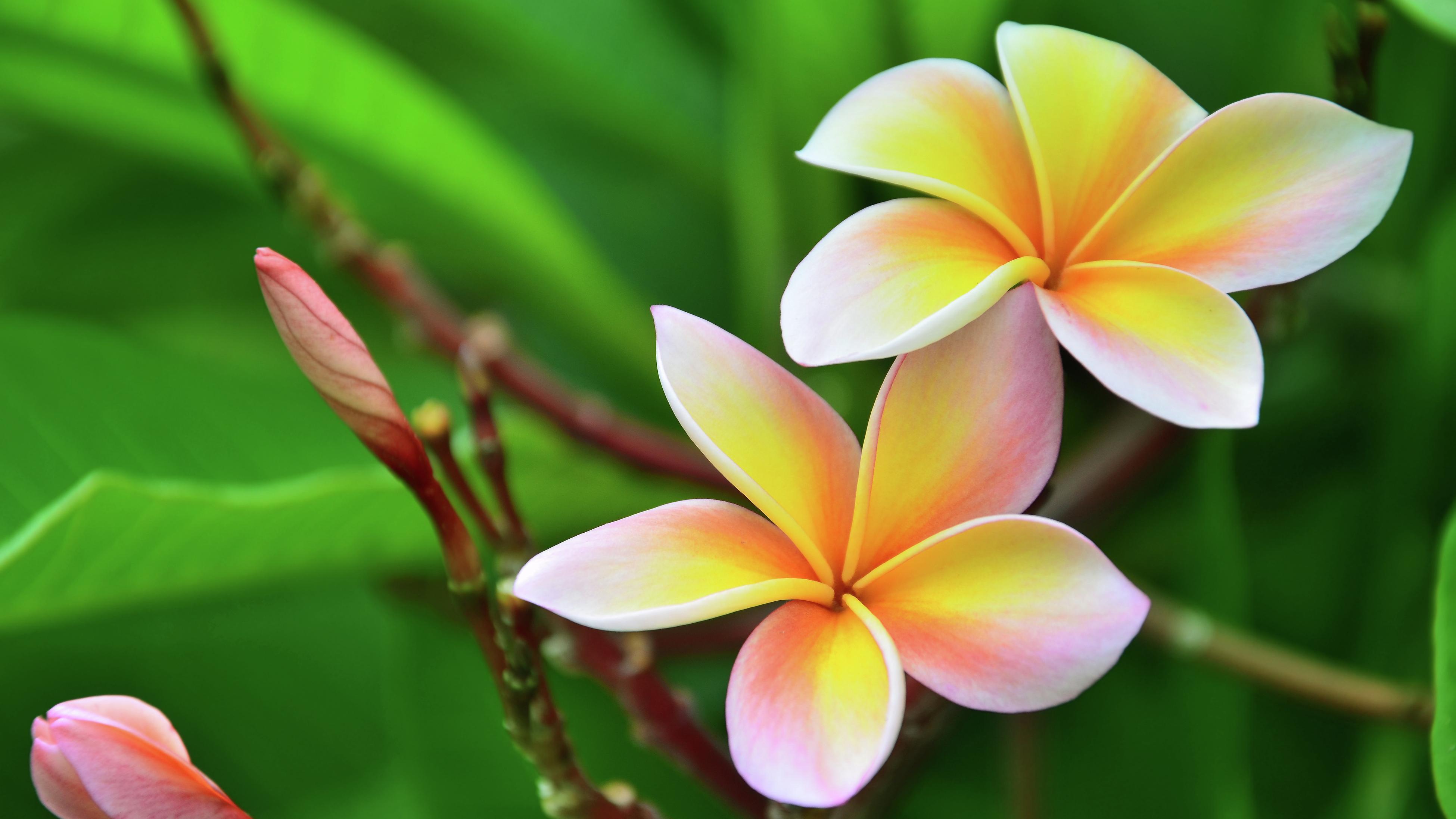 Yellow, pink and white frangipani flowers