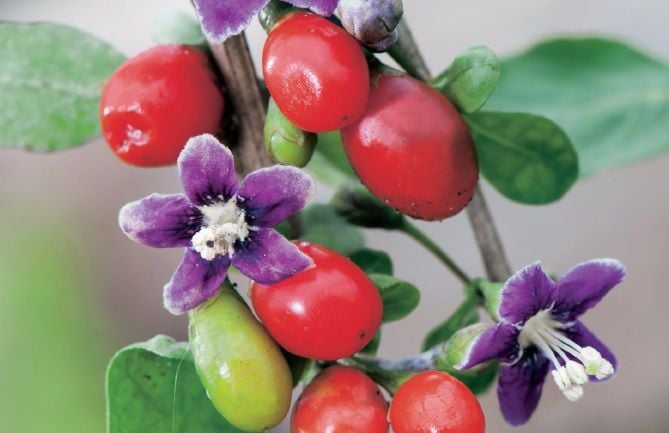 Close up of berries on a tree