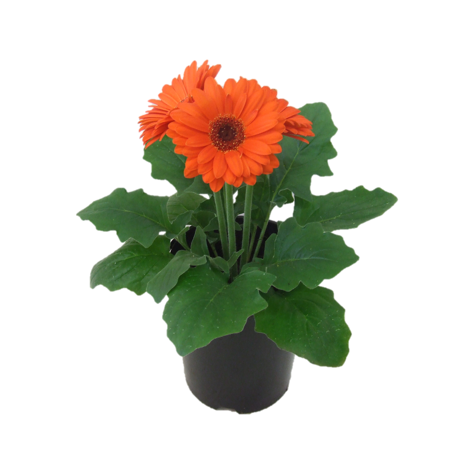 1.5L Gerbera Asteraceae Bunnings New Zealand