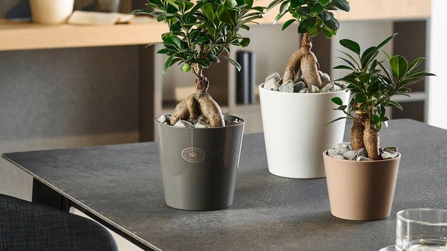 SK White Dallas Style Ceramic Pot 0193145