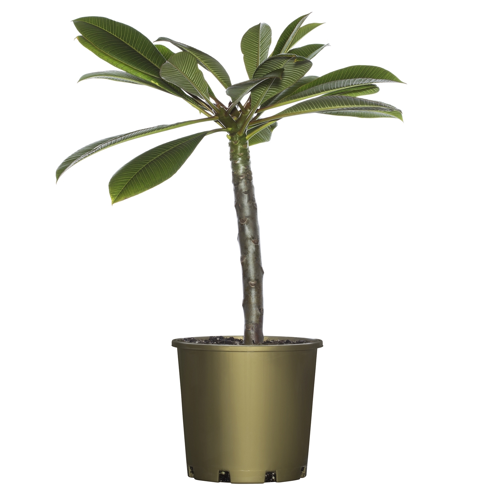 200mm Frangipani Pure Passion Plumeria rubra species Bunnings Australia