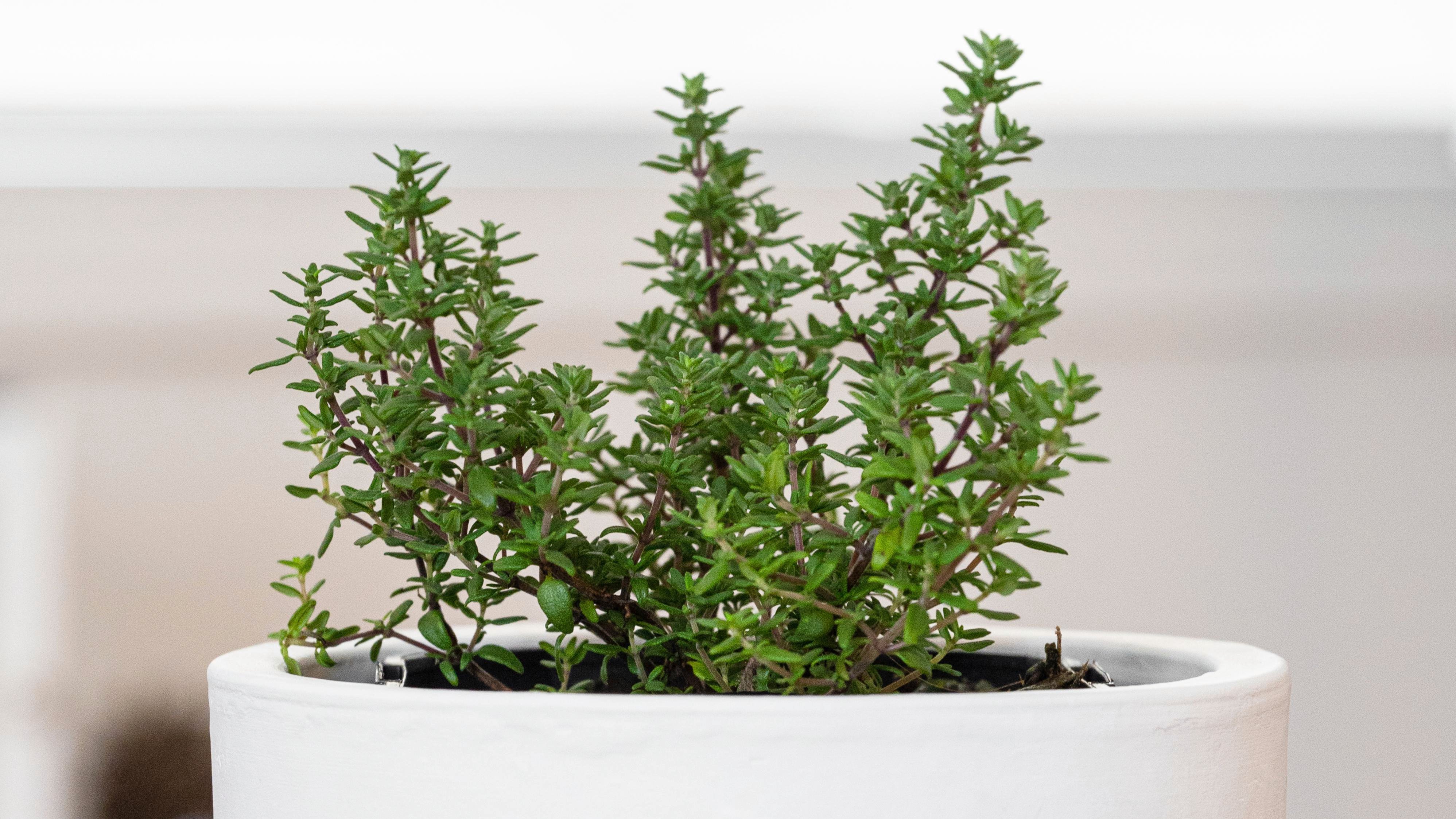 How to Plant and Grow Thyme