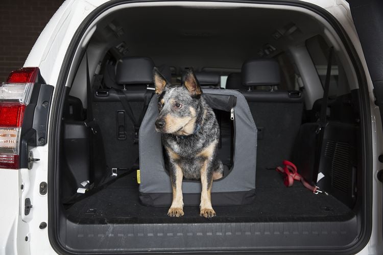 Car dog bed in boot of car