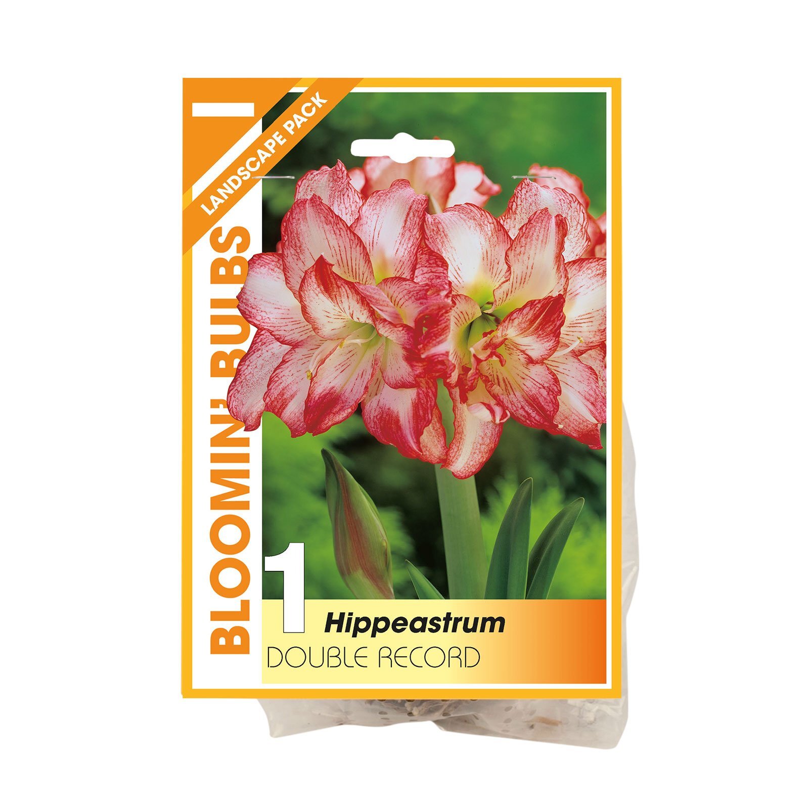 Bloomin Bulbs Hippeastrum Double Record 1 Pack Bunnings Australia