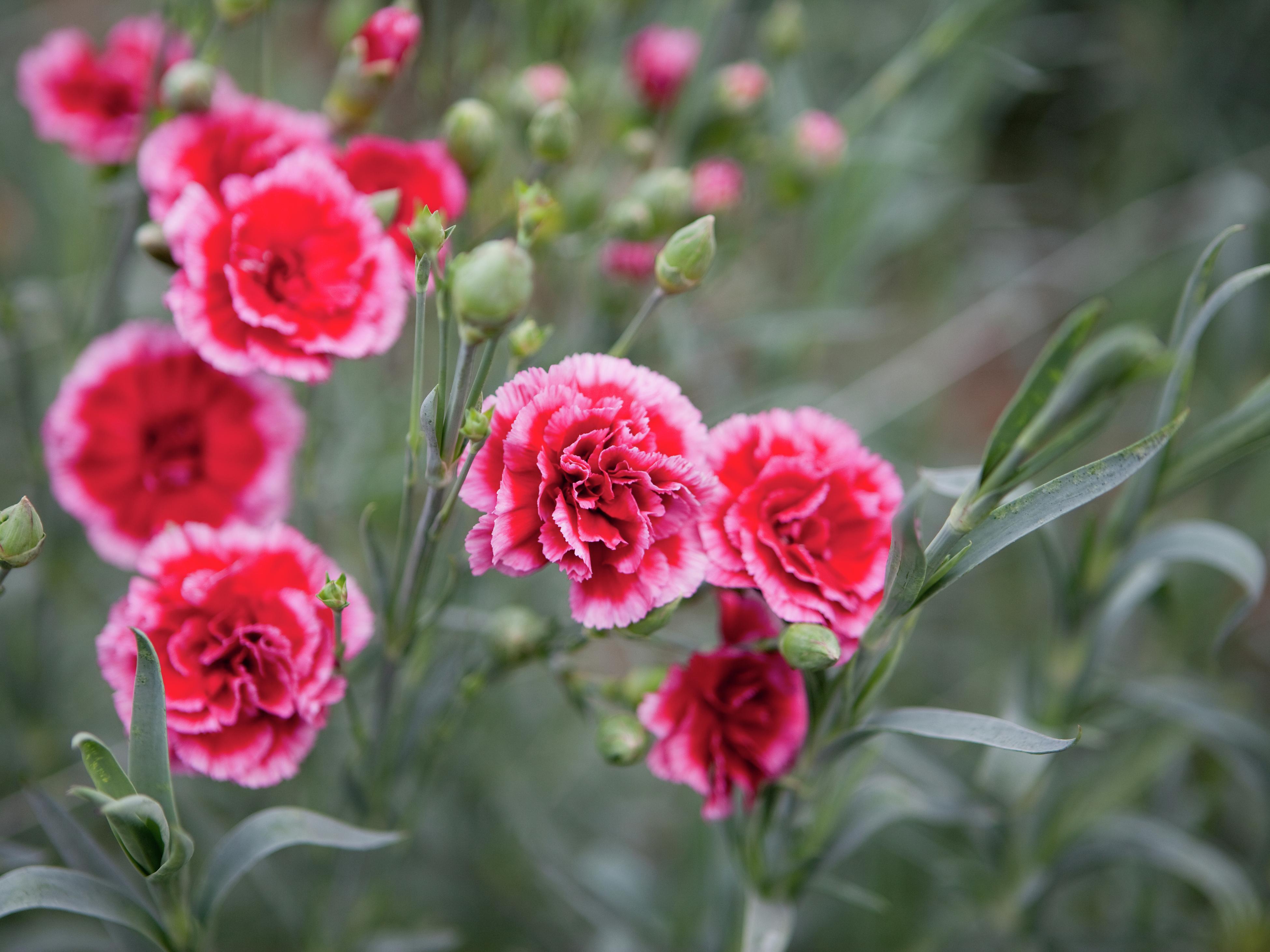 Carnation Flower Low Prices Red Carnations Green Edges