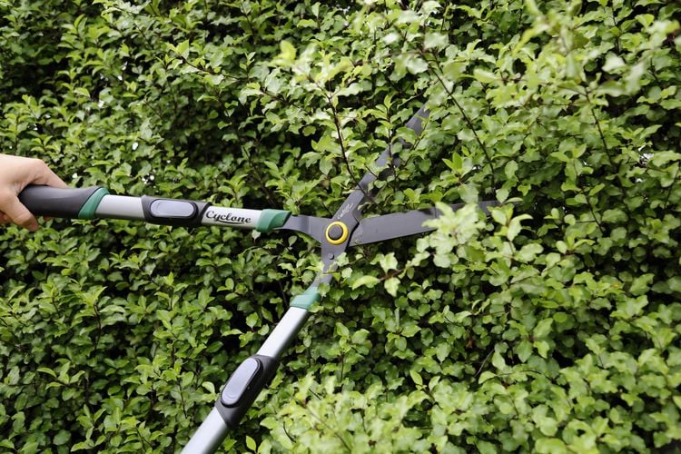 Person trimming bush with secateurs 